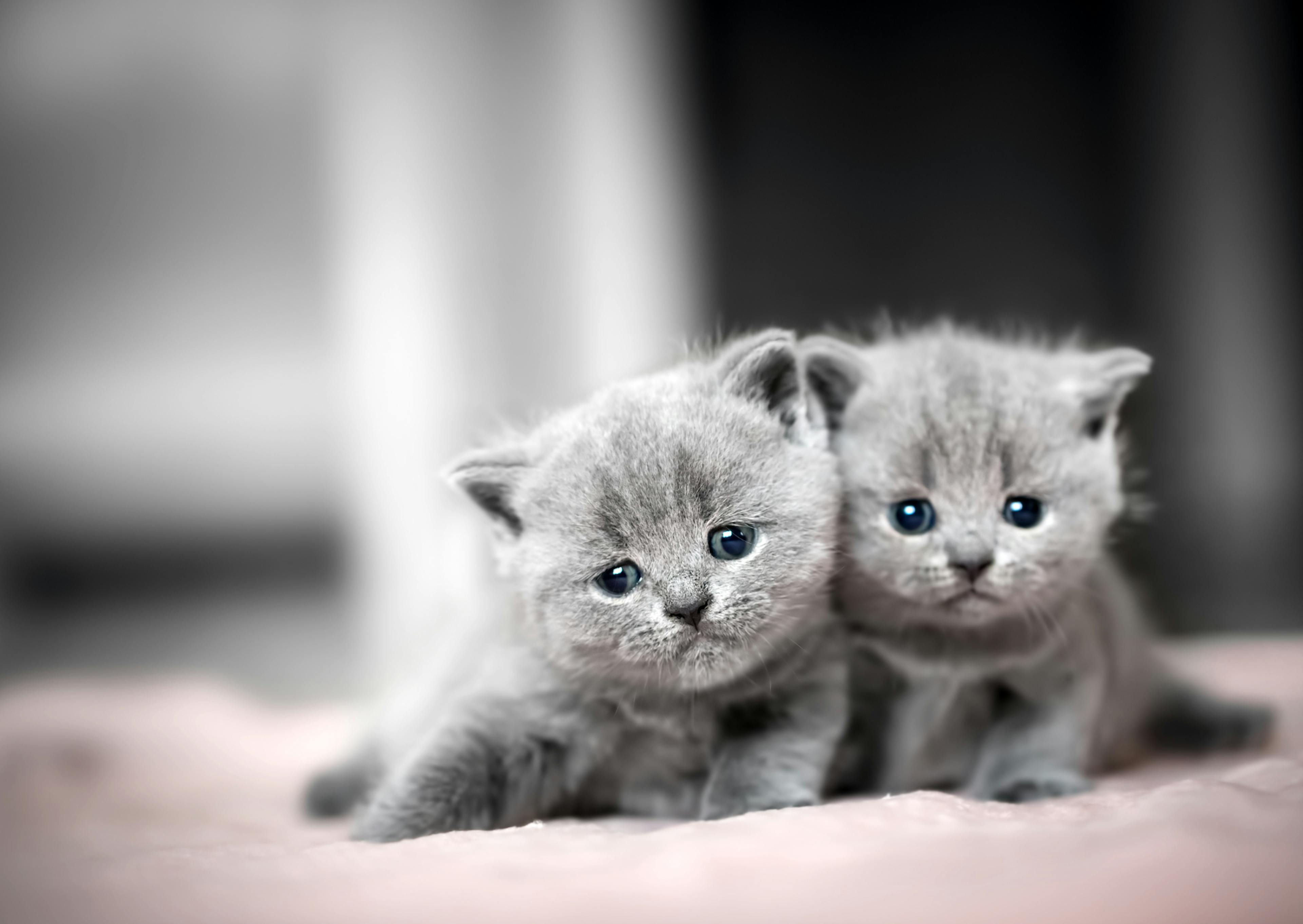 2 British Shorthair chatons l'un à côté de l'autre, il regarde l'objectifs, ils sont couchés sur un draps rose