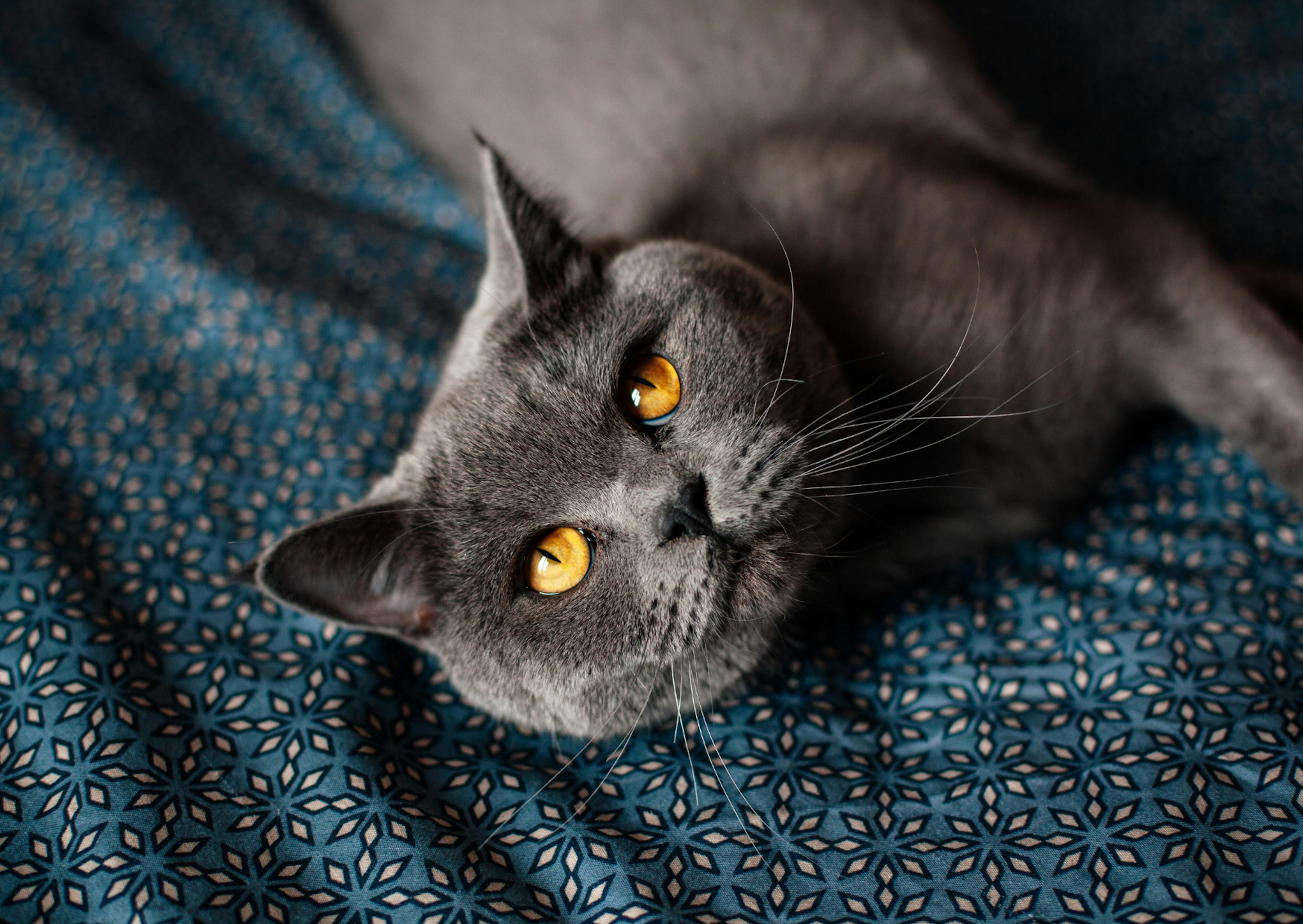 British Shorthair couché sur un lit, il regarde vers le haut