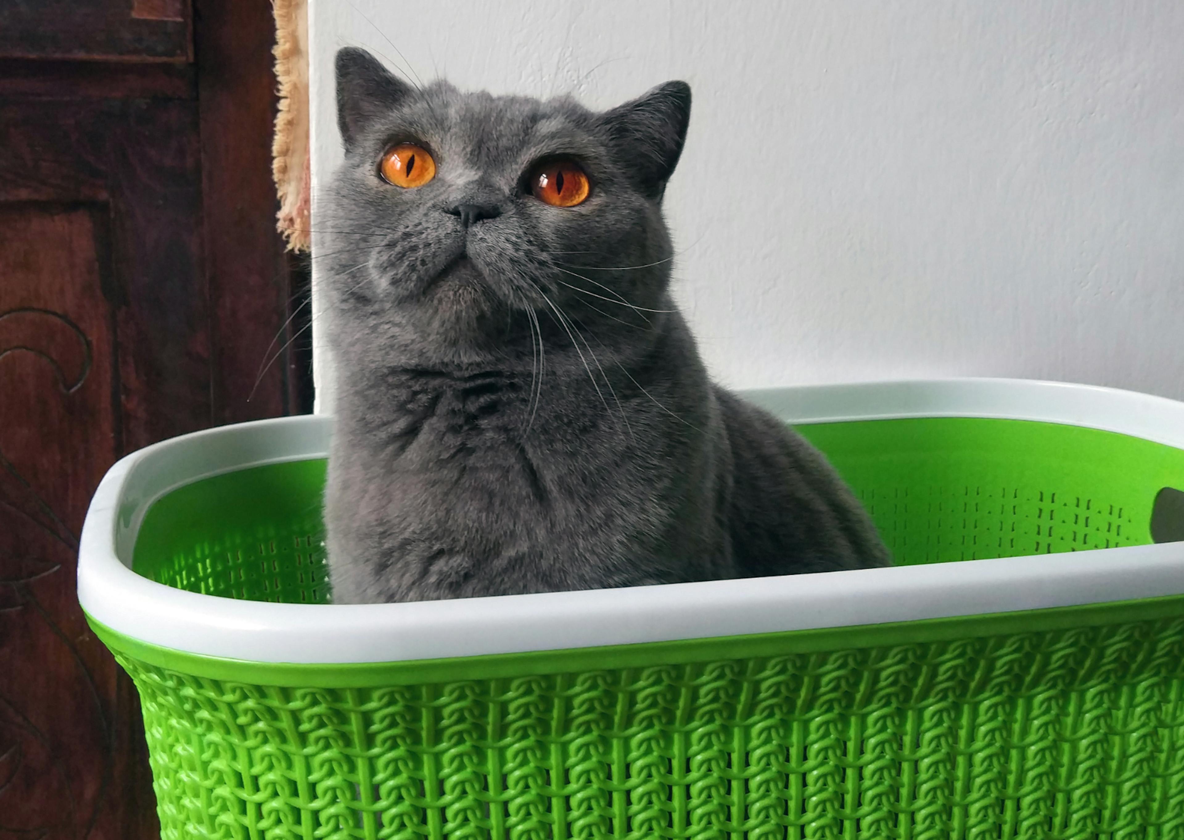 British Shorthair dans un bac à linge vert, il regarde vers le haut