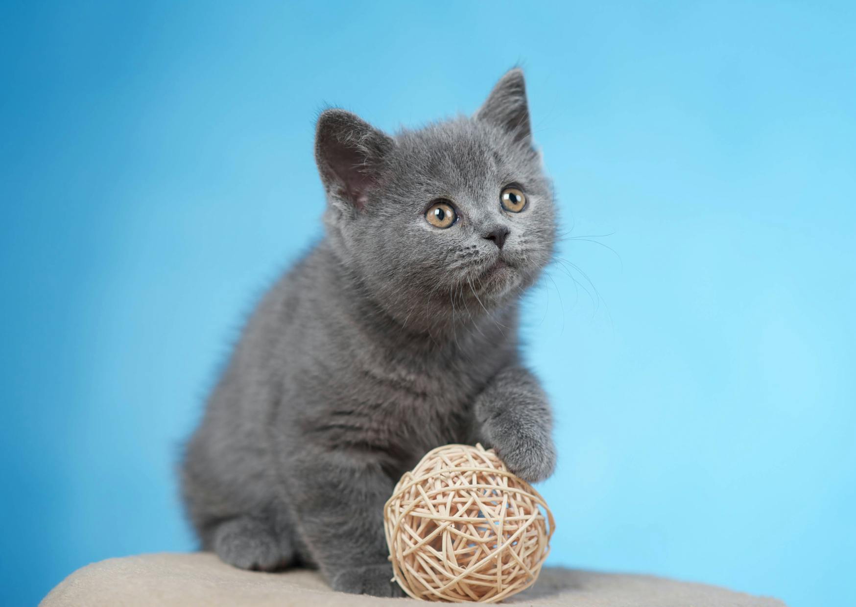 British Shorthair sur fond bleu, il joue avec une pelotte de laine
