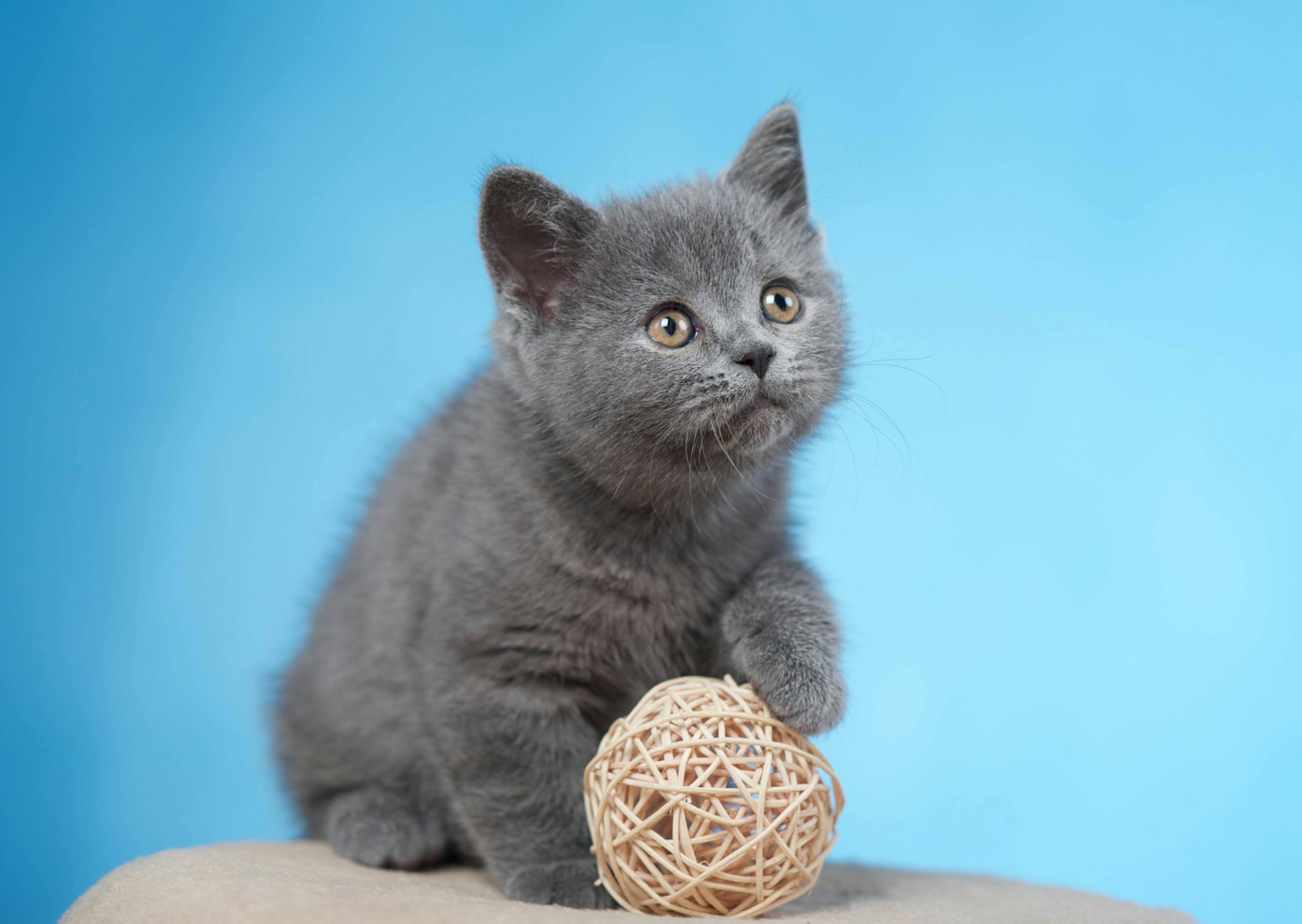 British Shorthair sur fond bleu, il joue avec une pelotte de laine 