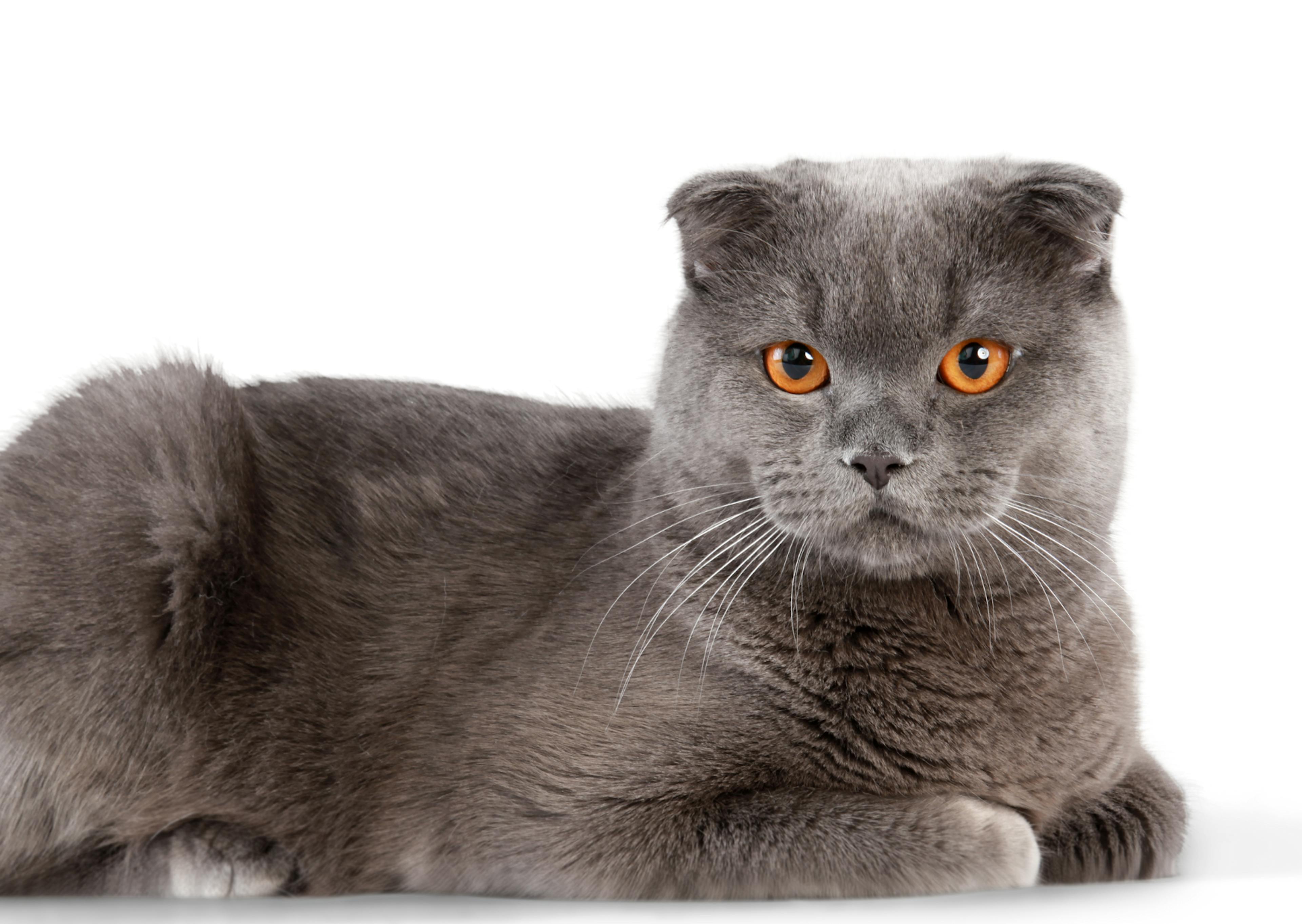 British Shorthair couché sur un fond blanc