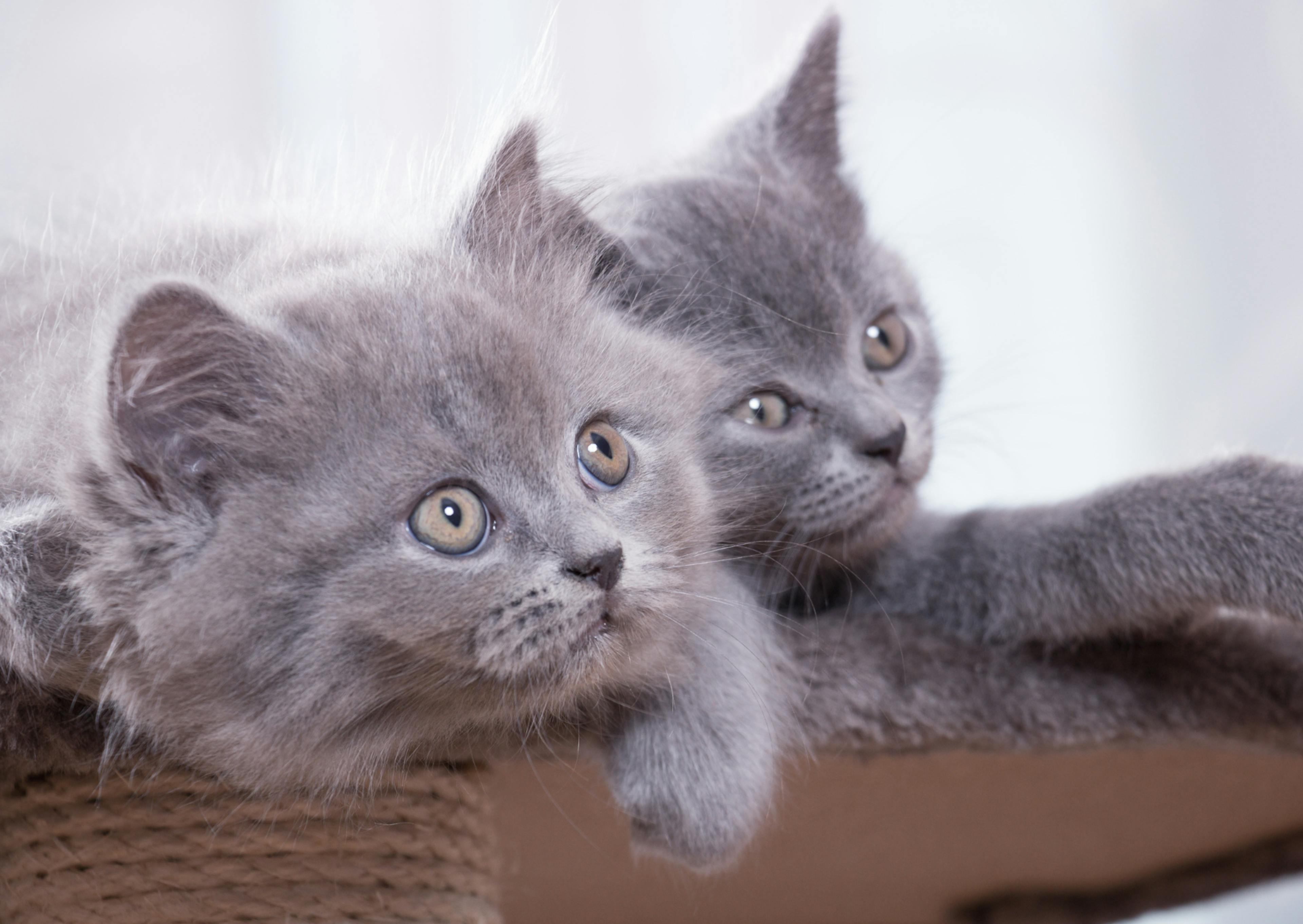 2 British Shorthair l'un à côté de l'autre qui regarde devant eux attentivement