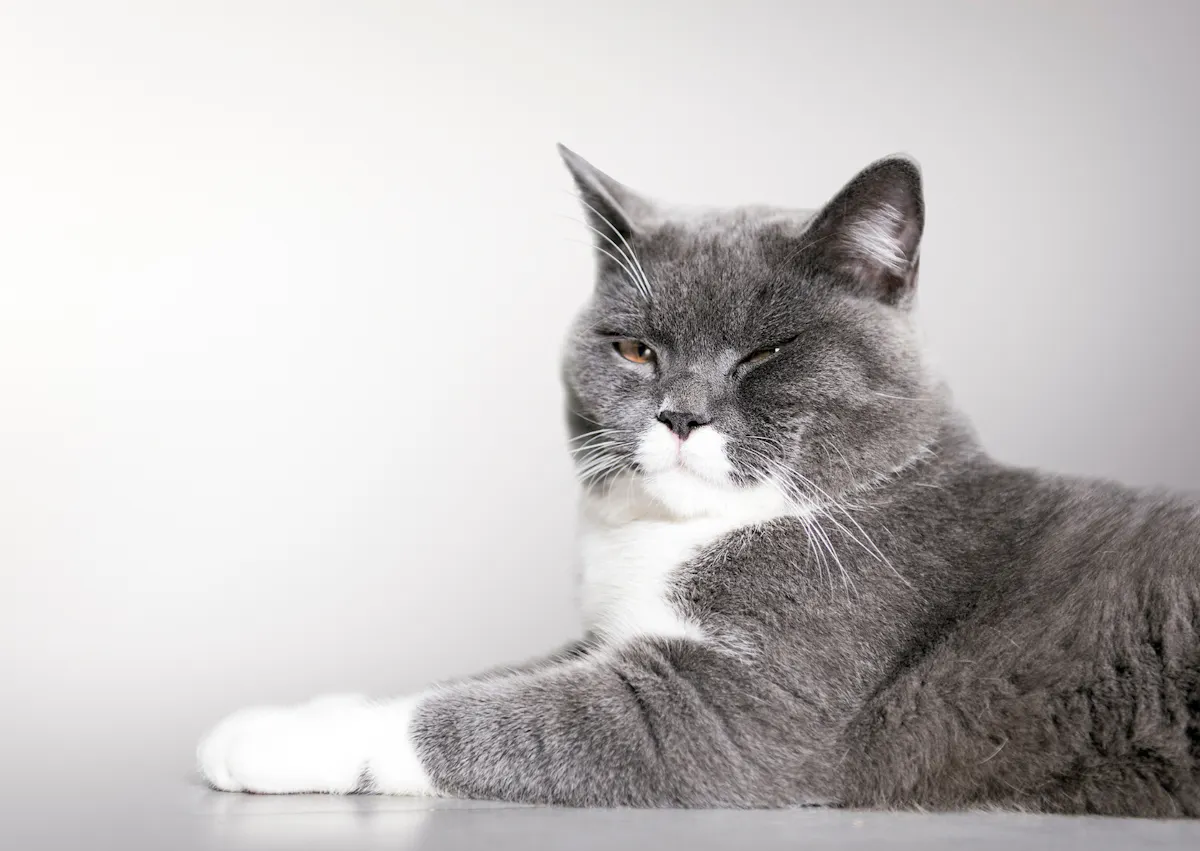 British Shorthair sur le point de s'endormir