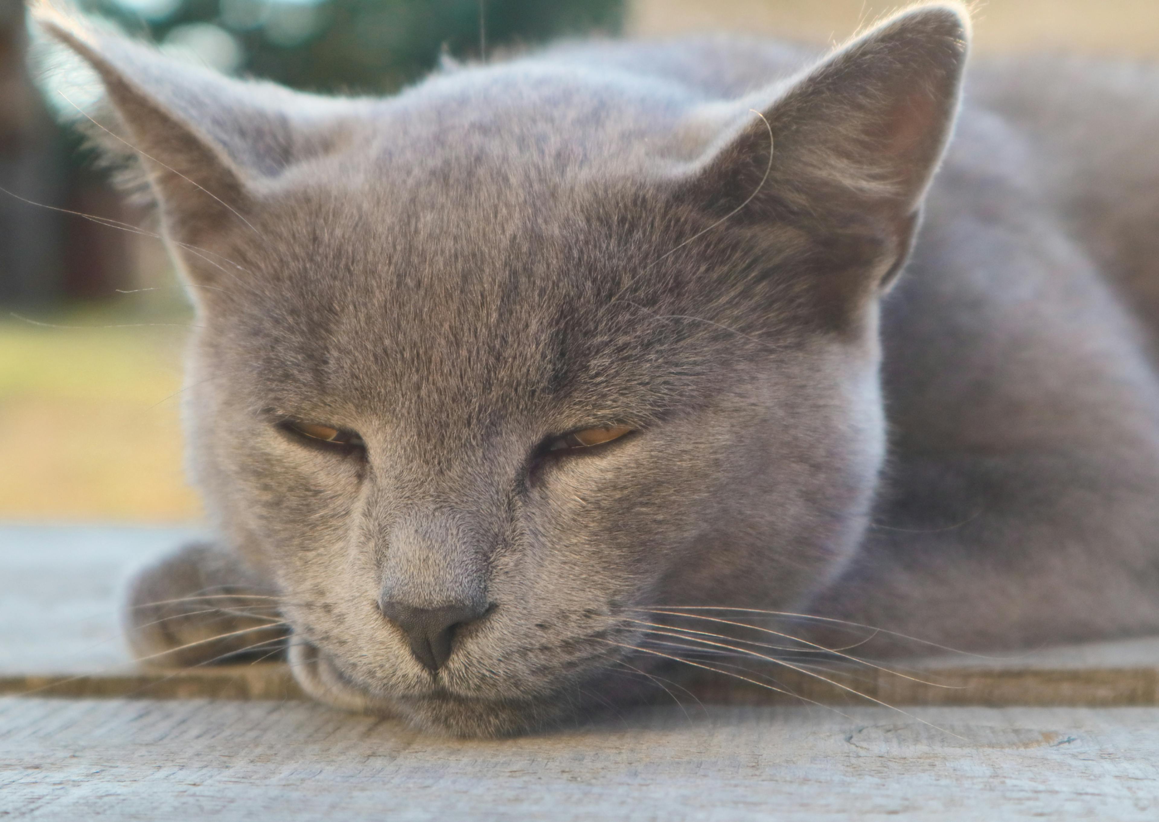 British Shorthair sur le point de s'endormir