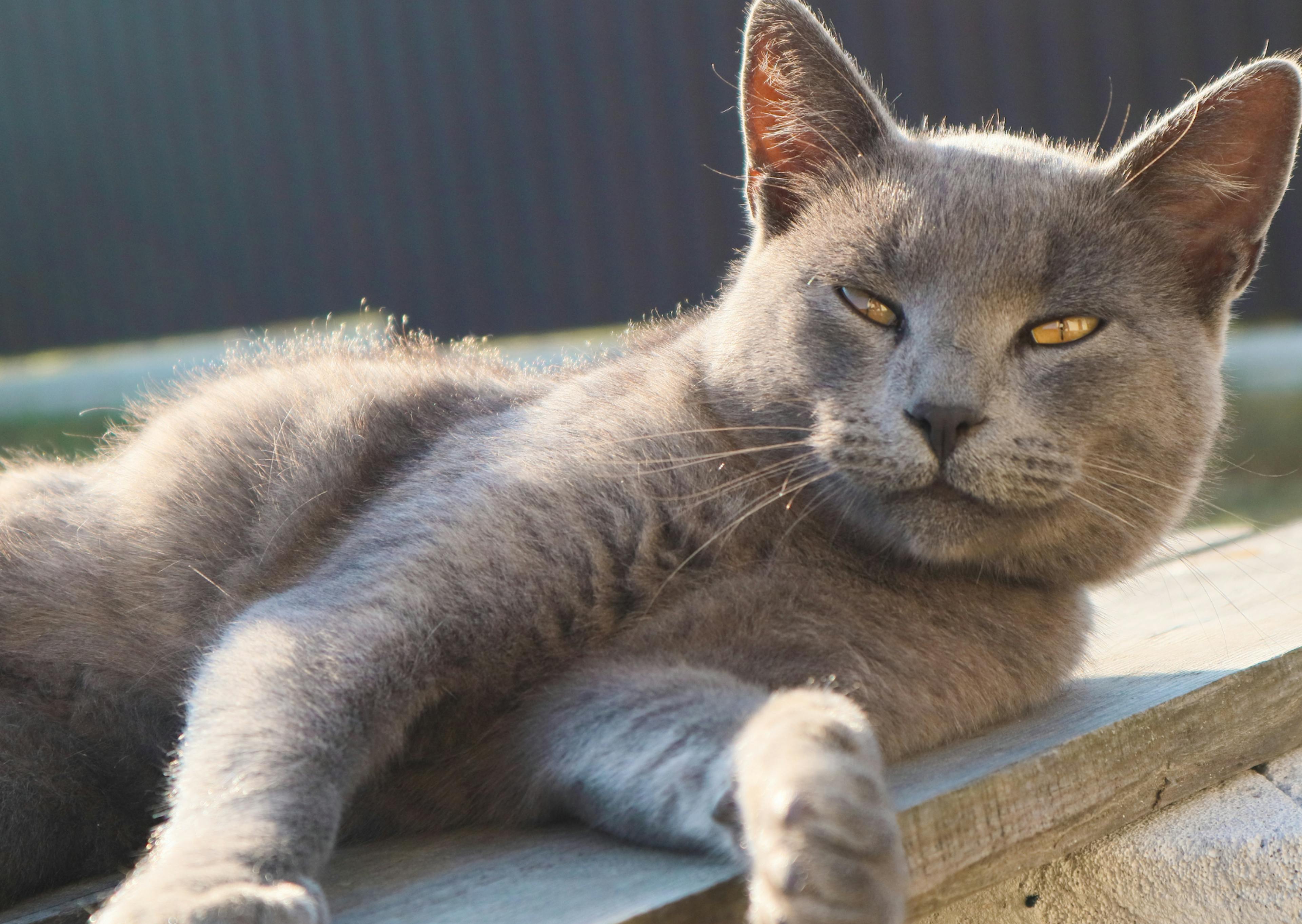 British Shorthair regardant devant lui et sur le point de s'endormir