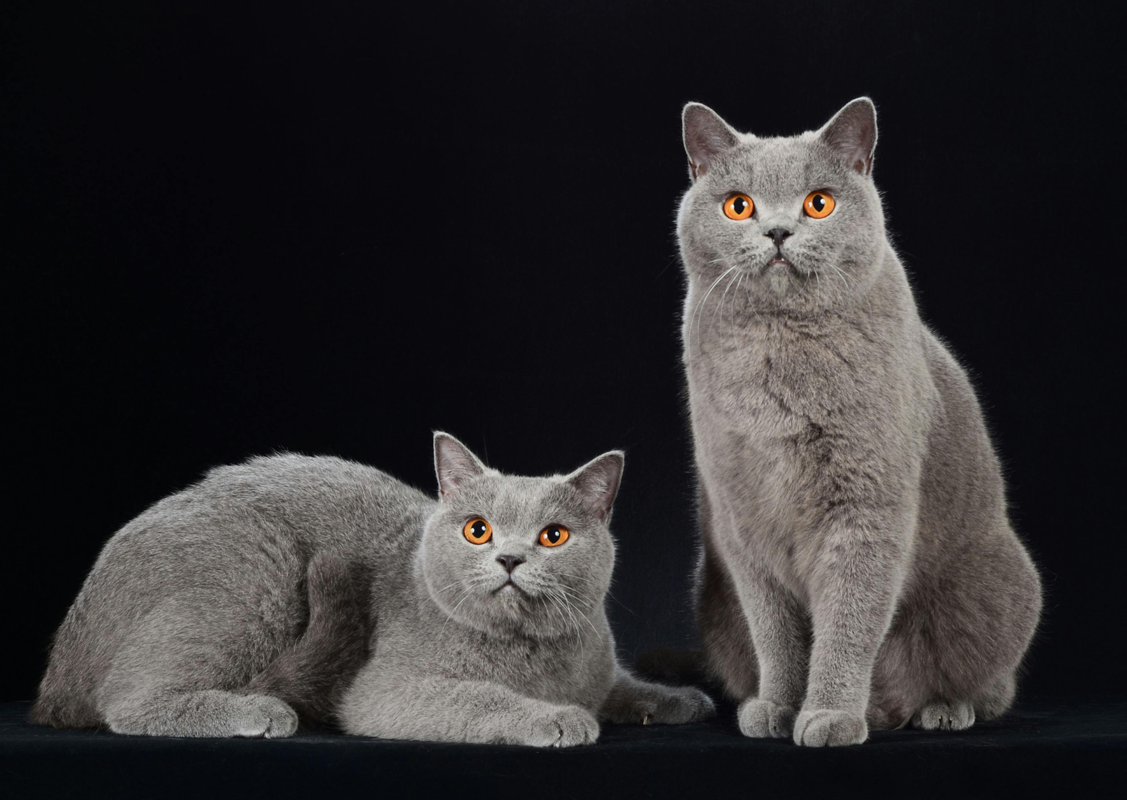 2 British Shorthair, l'un assis, l'autre couché prêt à bondir