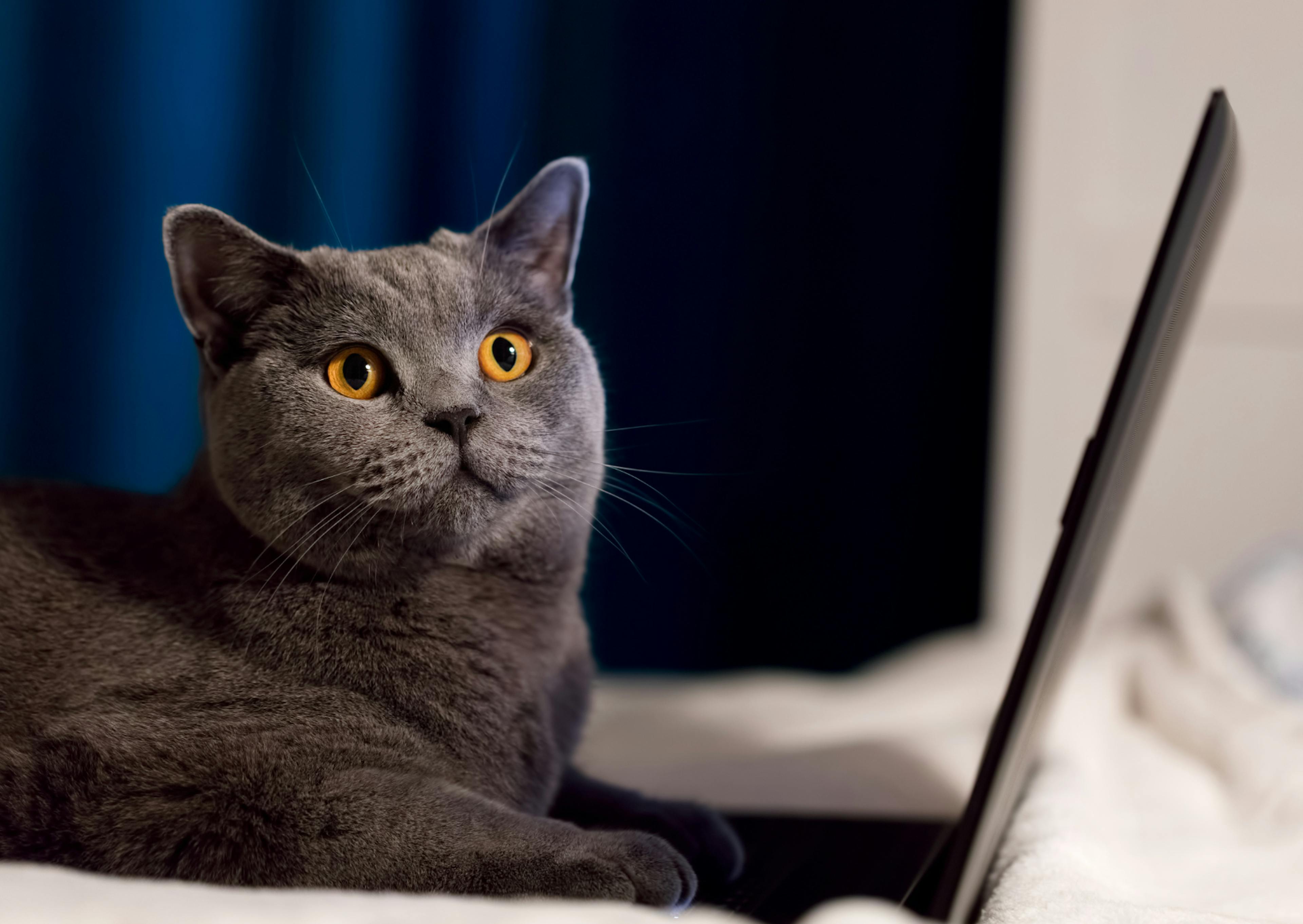 British Shorthair couché sur un ordinateur portable