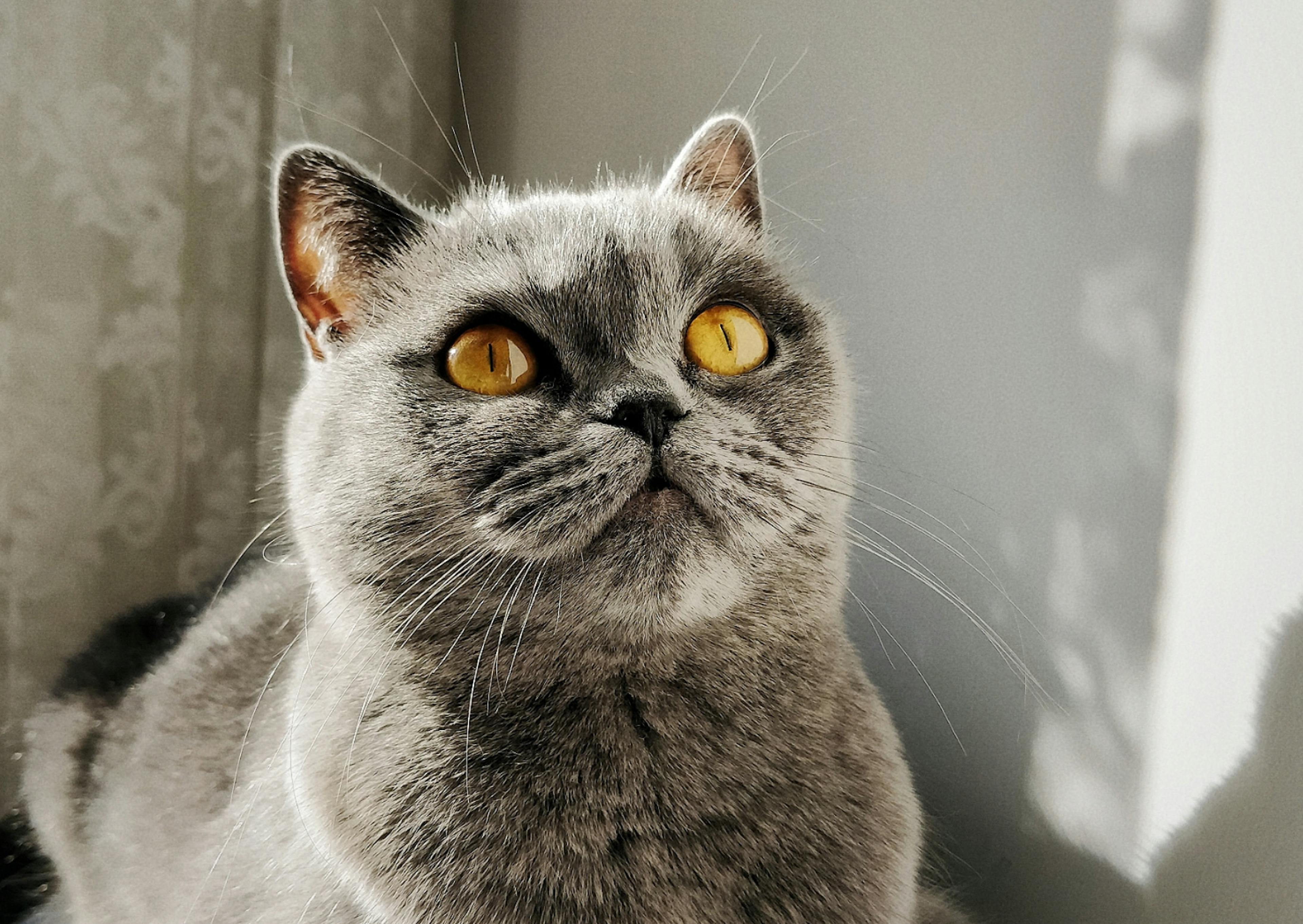 British Shorthair regardant vers le haut