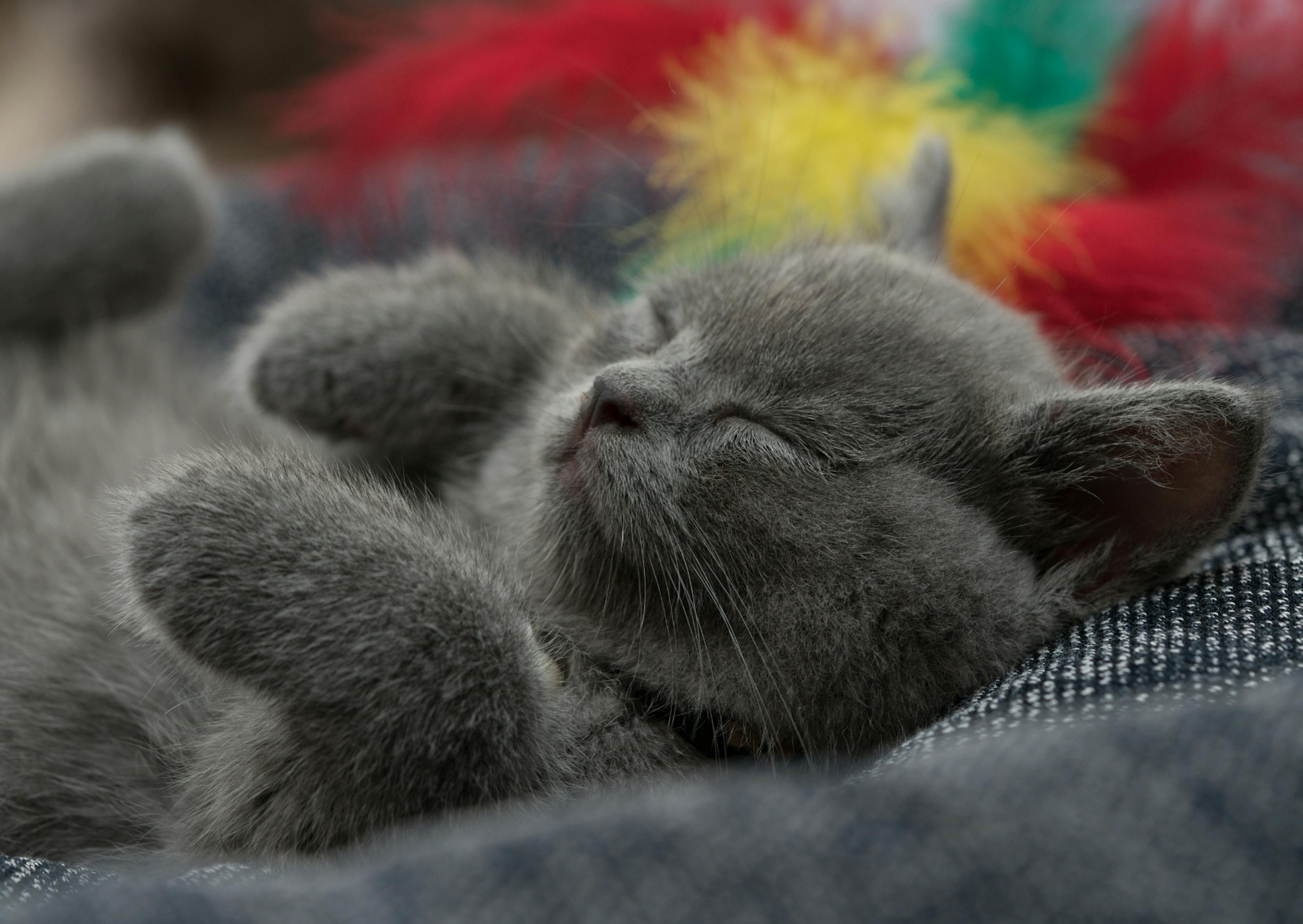 British Shorthair couché dans un plaid sur le dos