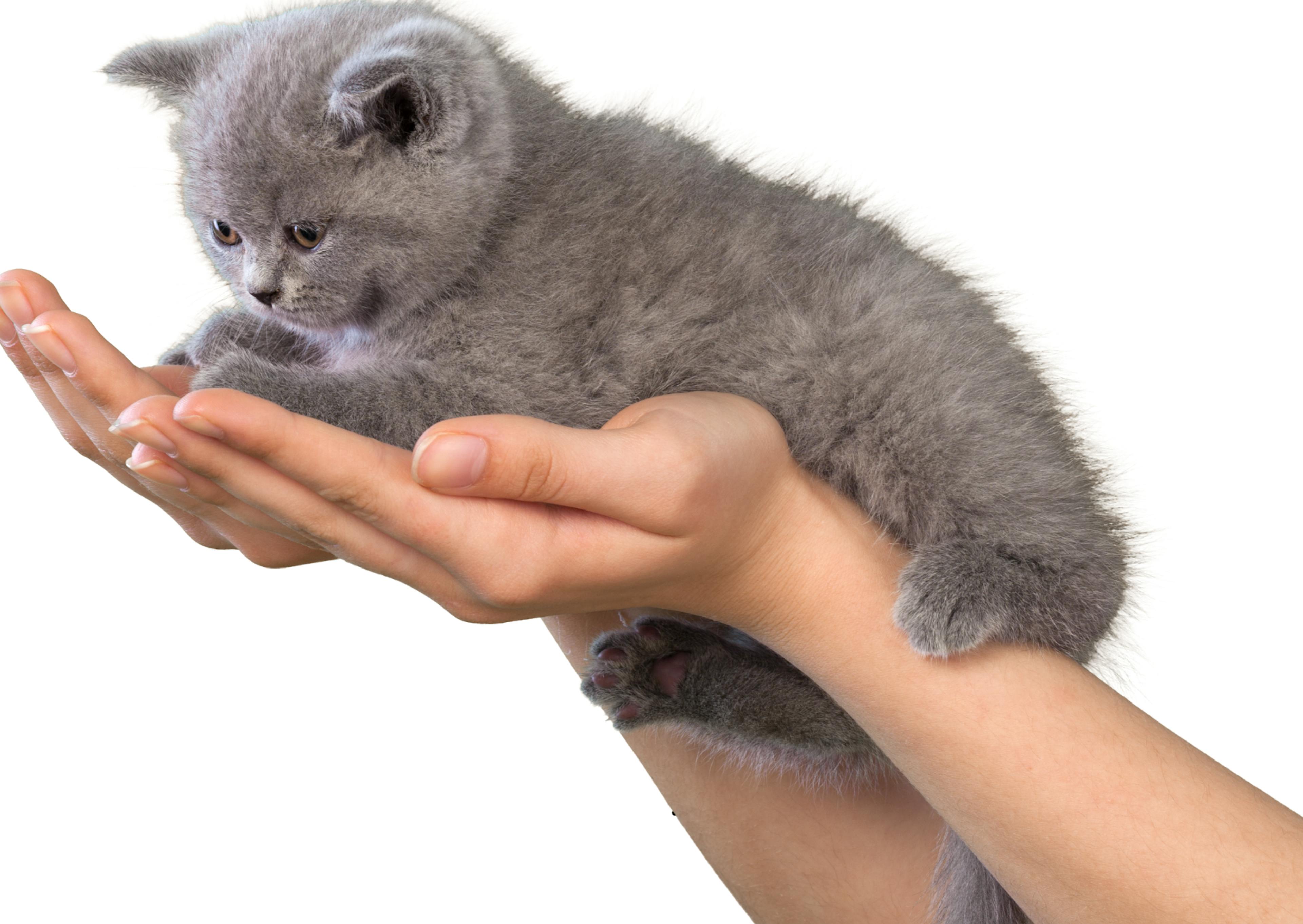 British Shorthair bébédans les mains de son maître