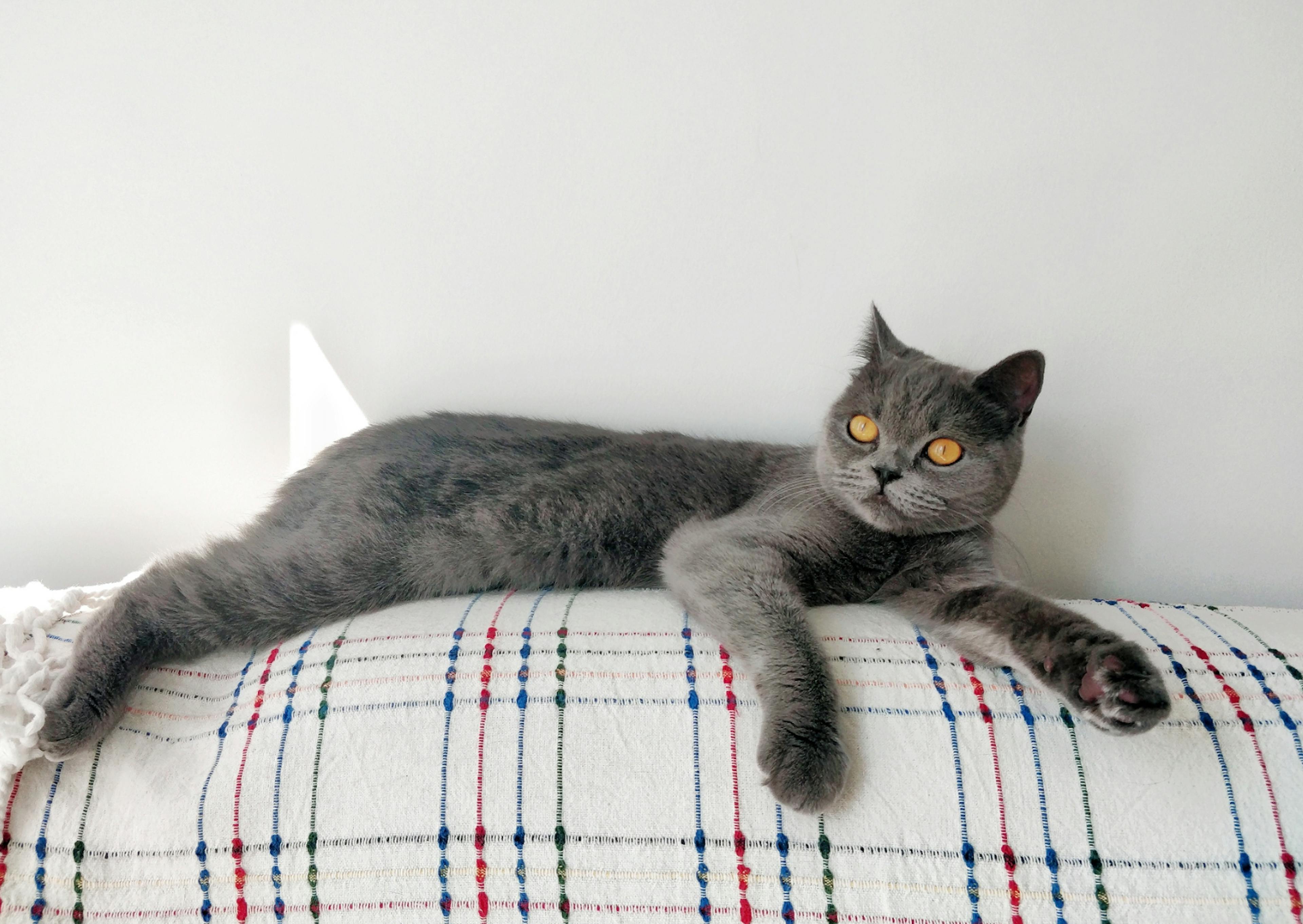 British Shorthair couché sur un plaid, il regarde devant lui