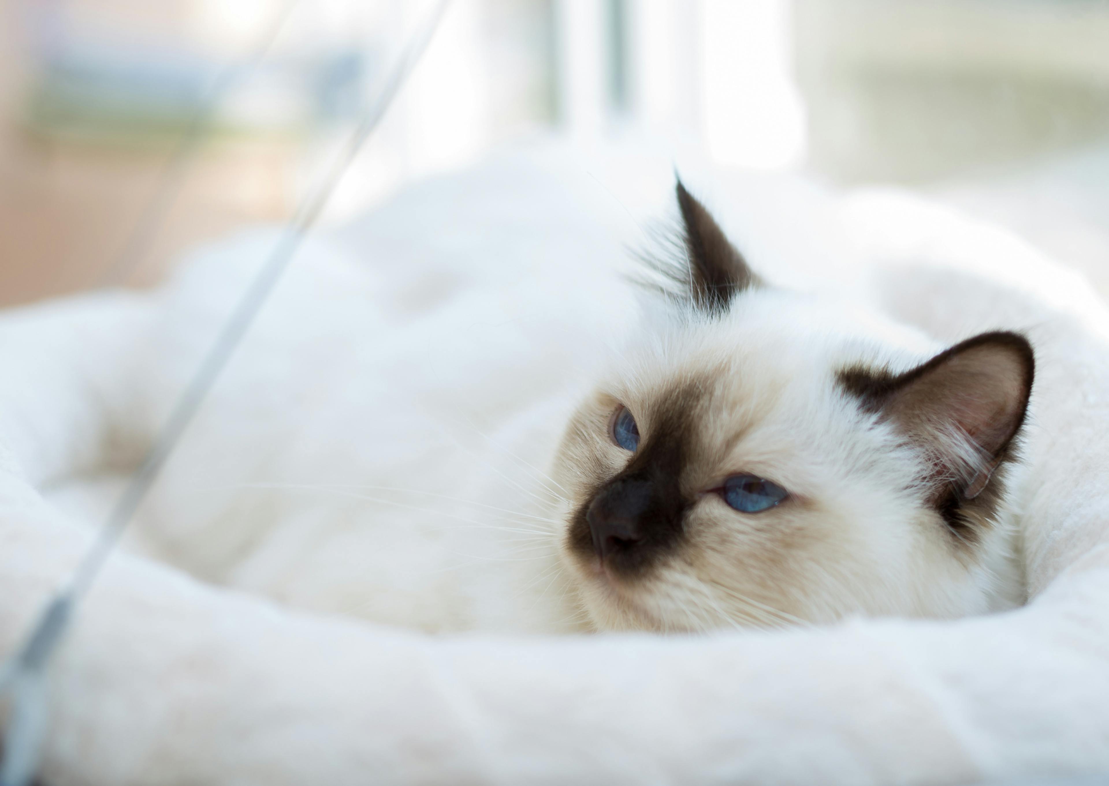 Sacré de Birmanie dans son panier blanc, il va s'endormir