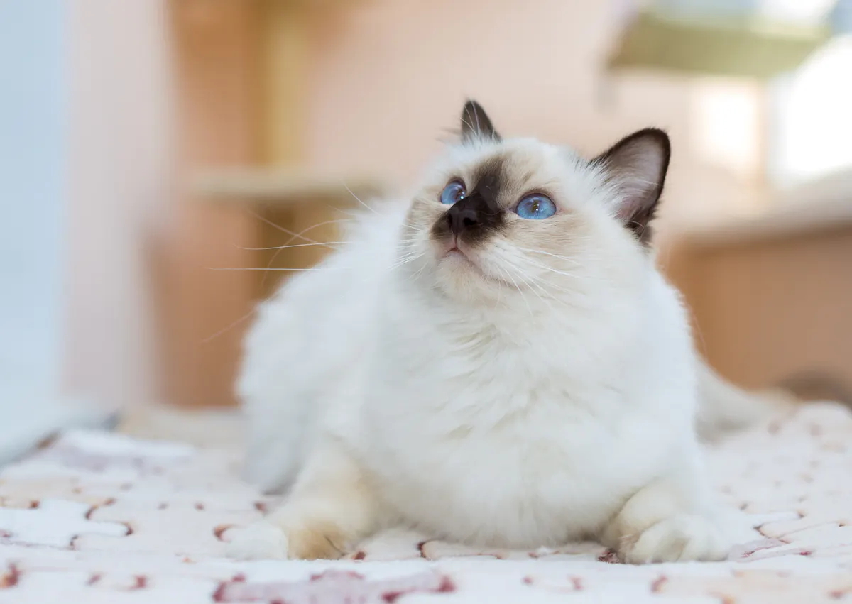 Sacré de Birmanie couché, il regarde vers le haut pour voir ce qui se passe