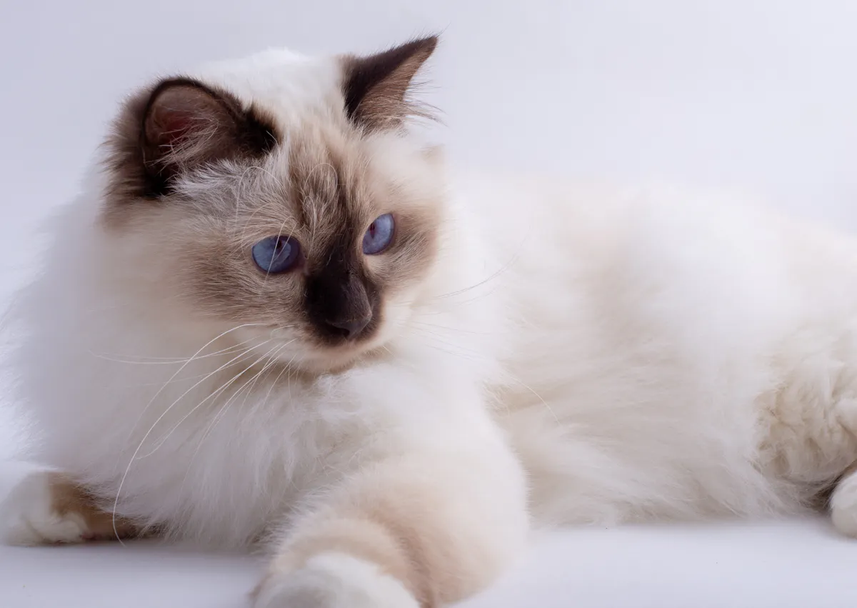 Sacré de Birmanie attentif à ce qui se passe juste à côté de lui