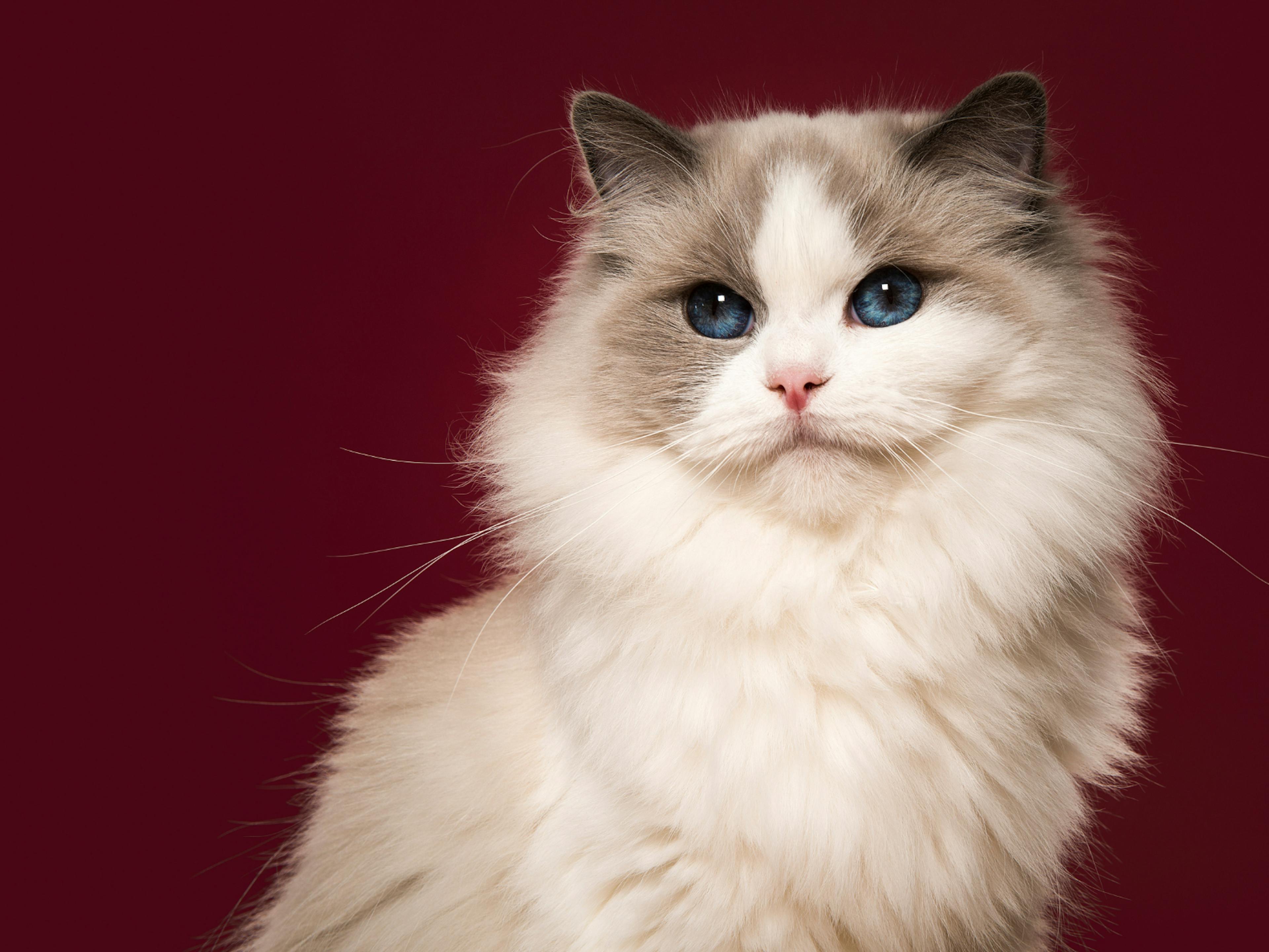 Ragdoll sur fond rouge qui regarde l'objectif avec ses yeux bleus