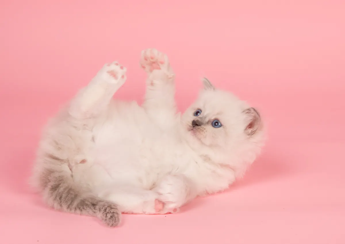 Ragdoll sur fond rose , c'est un chaton sur el dos qui joue avec ses pattes