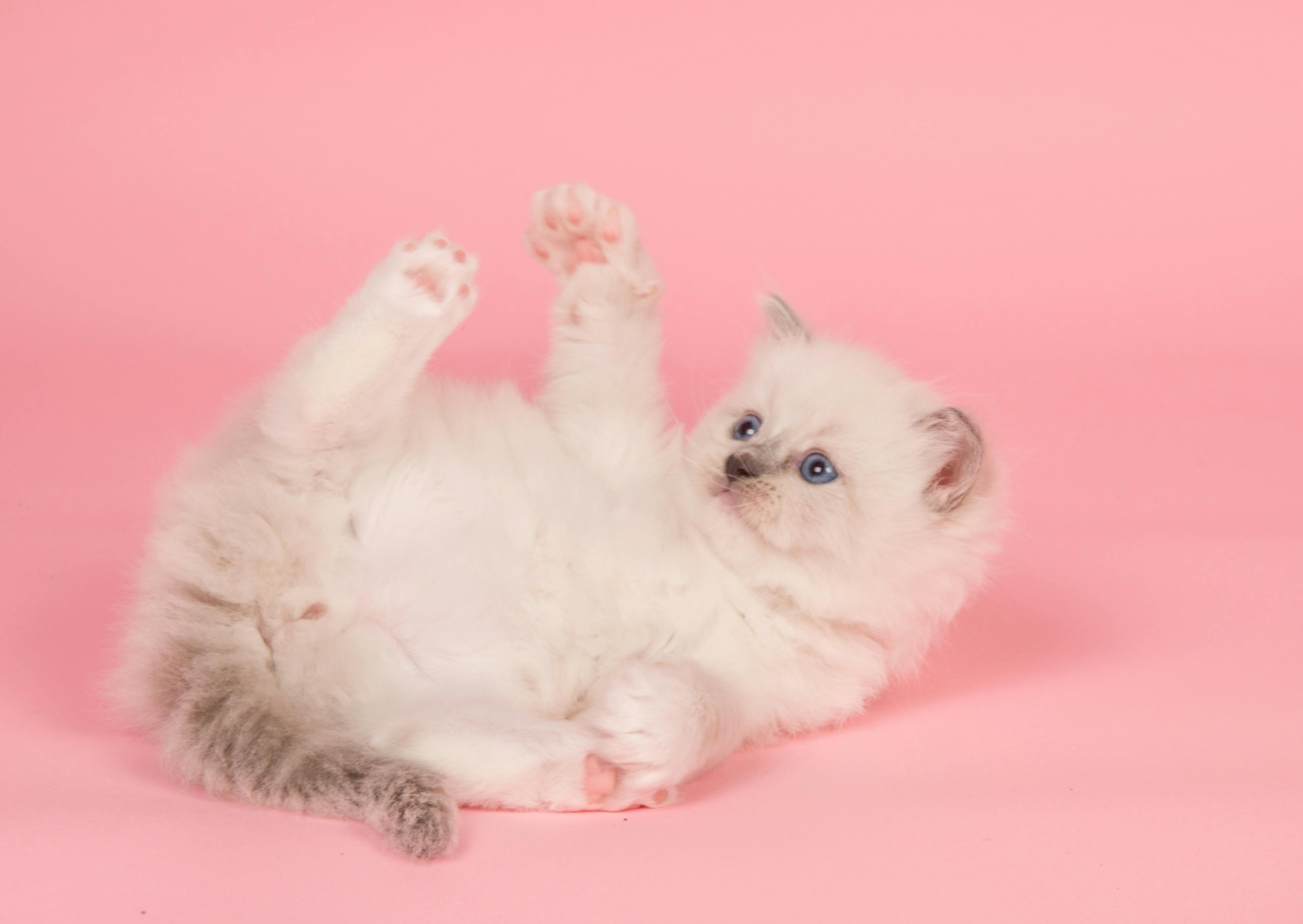 Ragdoll sur fond rose , c'est un chaton sur el dos qui joue avec ses pattes