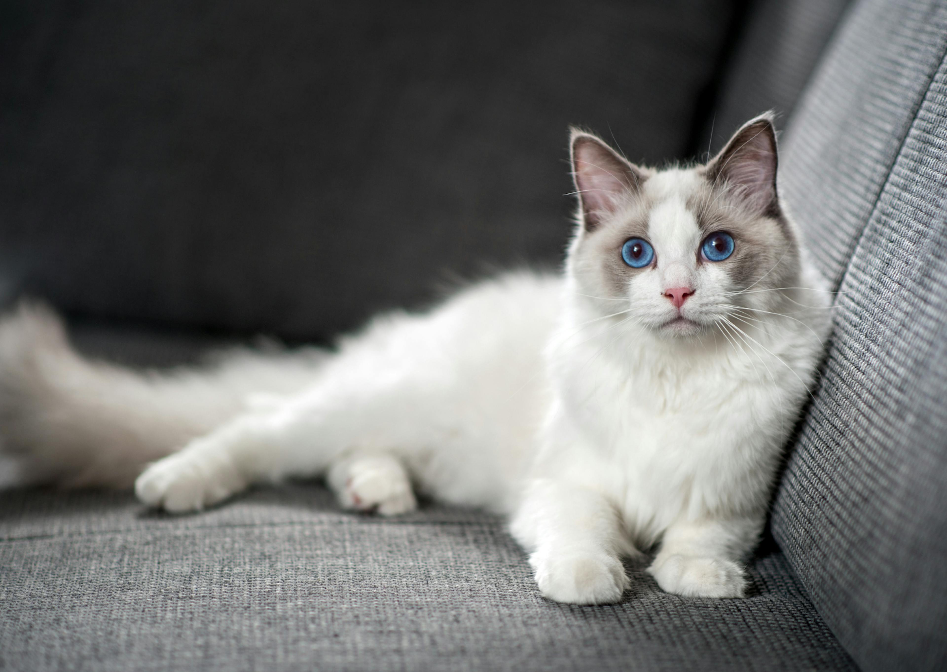 Ragdoll couché sur un canapé gris