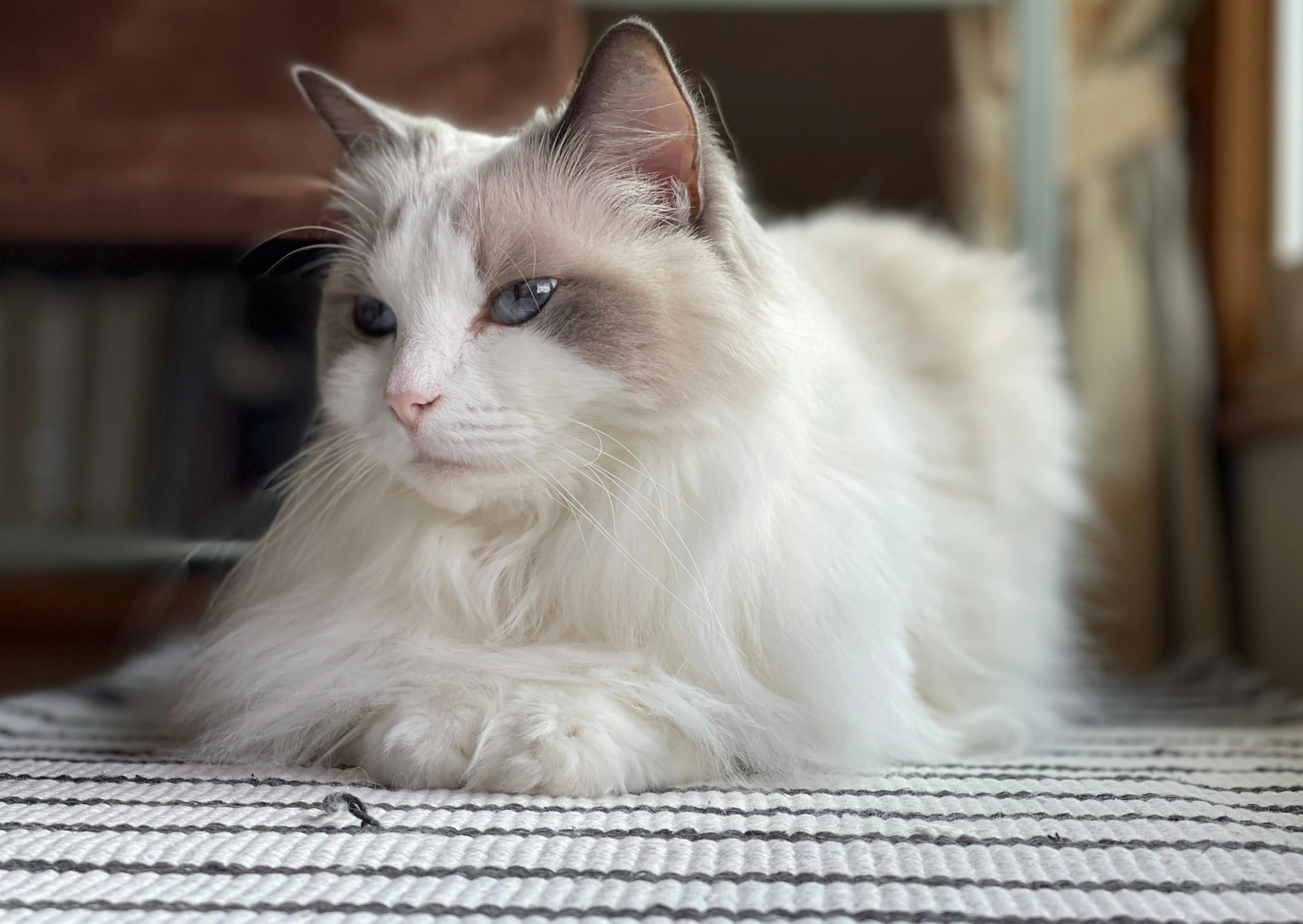 Ragdoll couché sur un tapis rayé bleu et blanc 