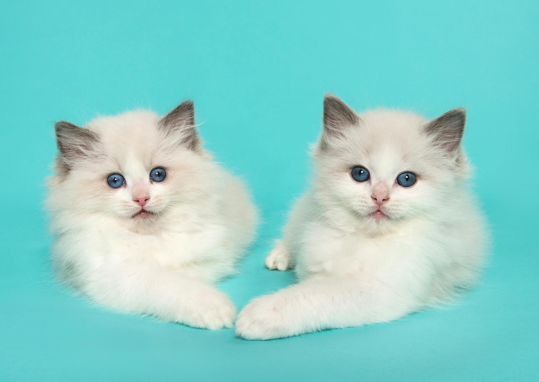 2 Ragdoll blanc couchés, il regardent l'objectifs et forment un coeur avec leurs pattes