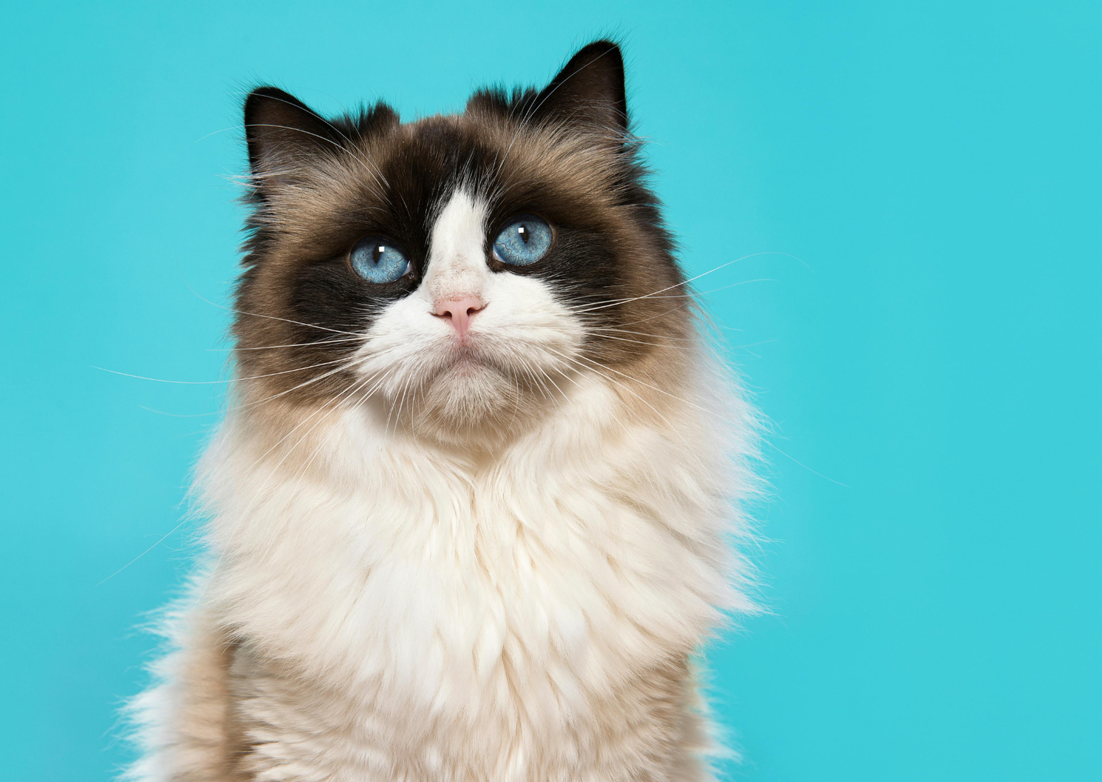 Ragdoll sur fond bleu qui regarde l'objectif avec ses yeux bleus