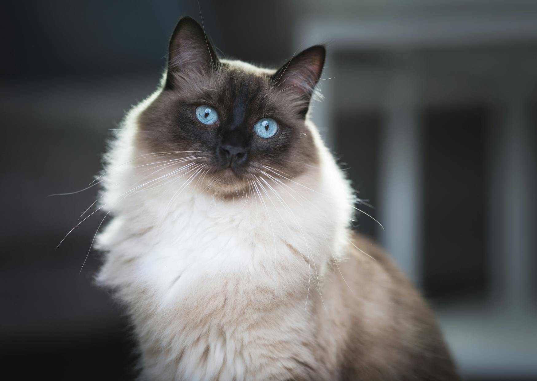 Ragdoll qui regarde curieusement vers le bas