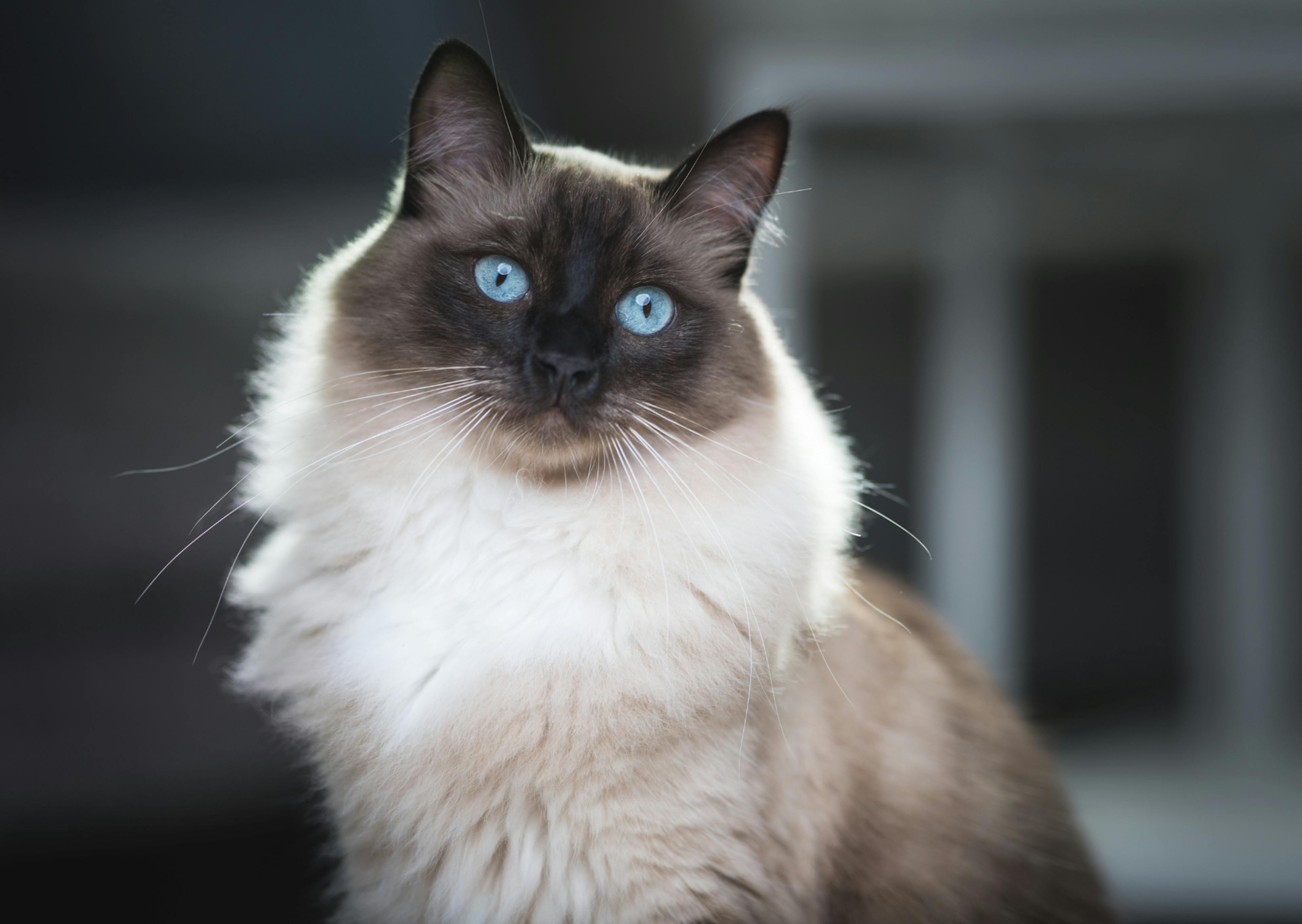 Ragdoll qui regarde curieusement vers le bas 