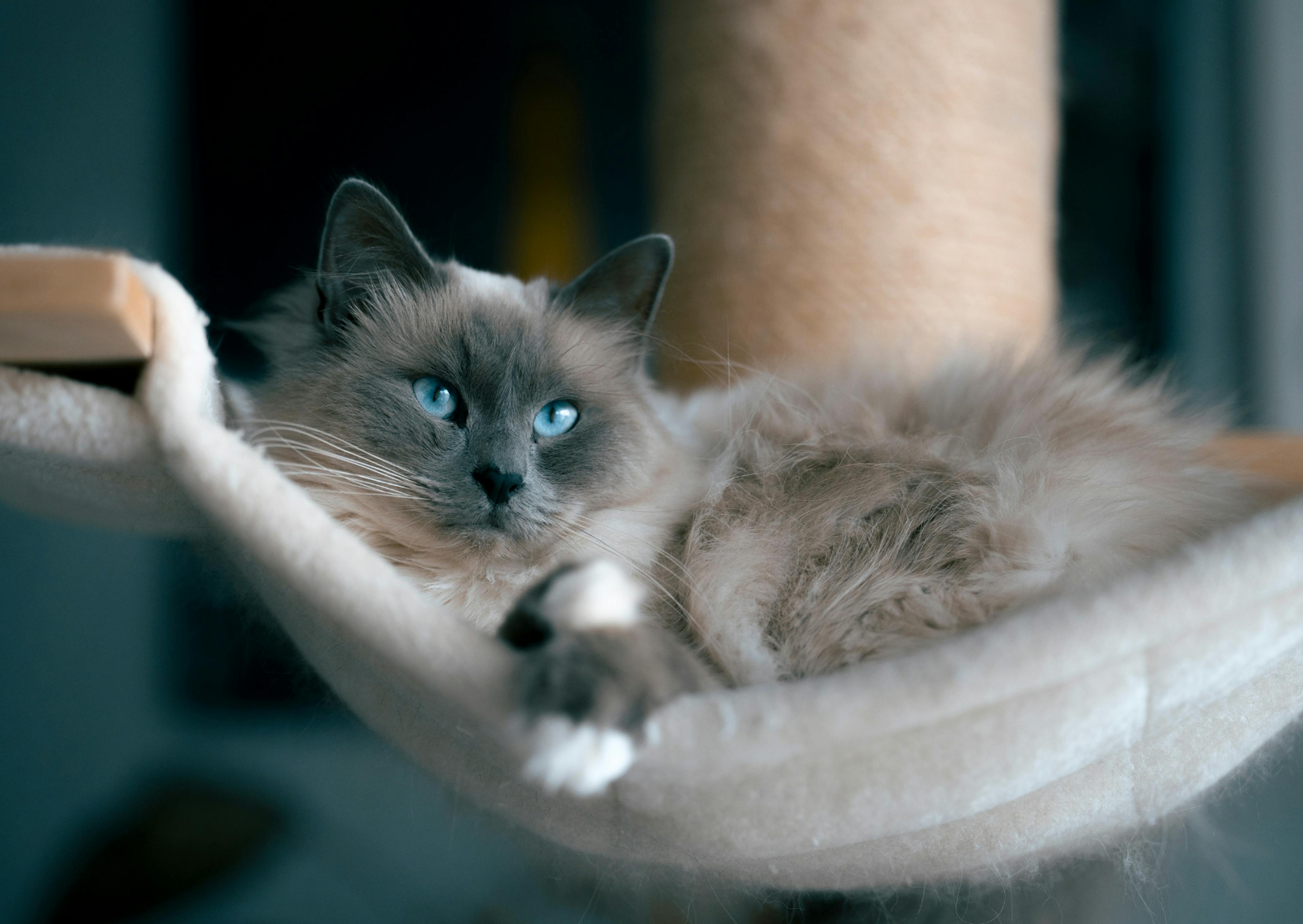 Ragdoll couché sur son arbre à chat