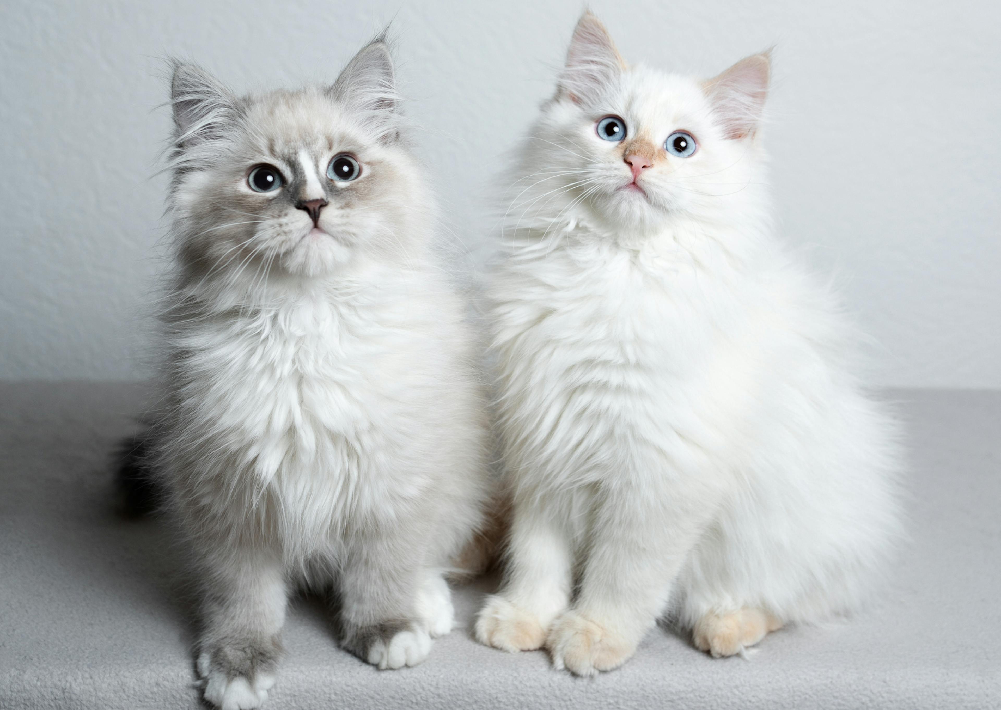 2 Ragdoll blanc qui regardent vers le haut