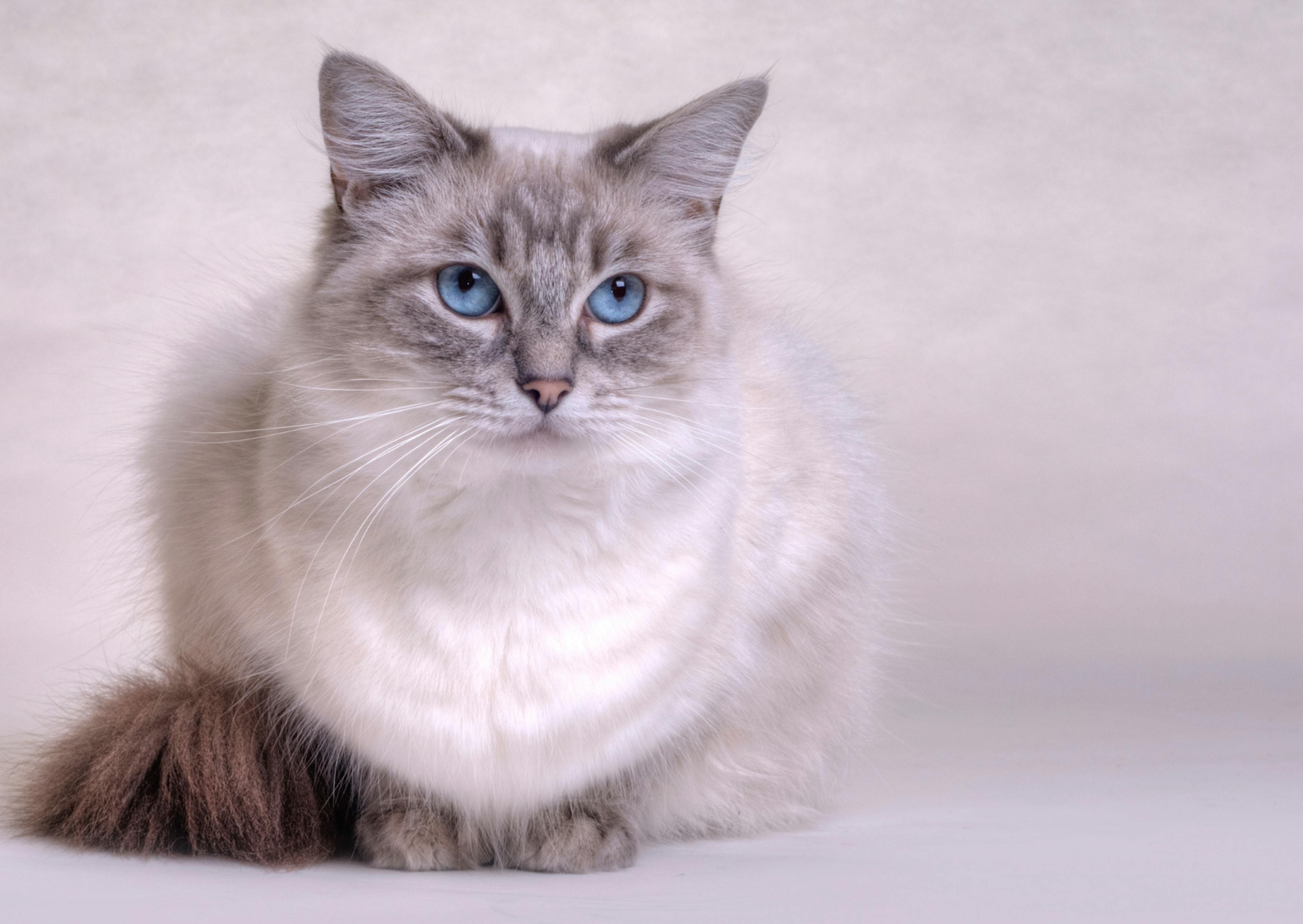 Ragdoll couché sur fond gris, il est prêt à bondir