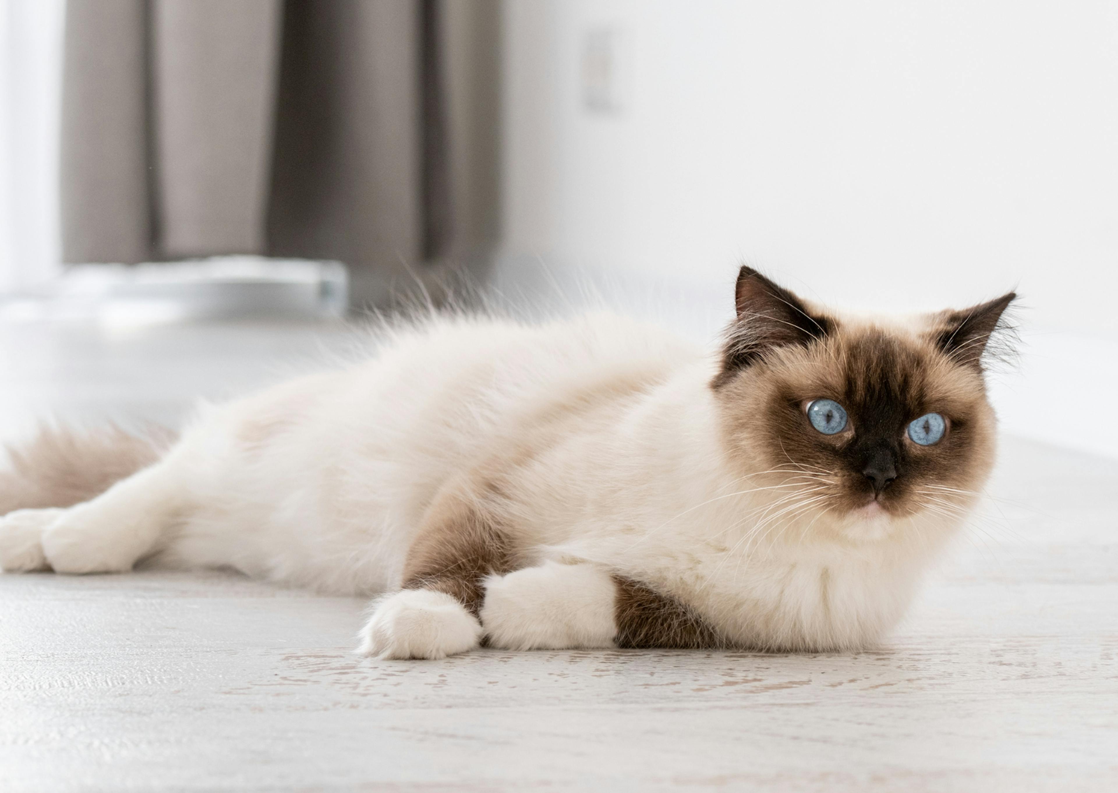 Ragdoll couché sur le sol, il regarde le sol curieusement