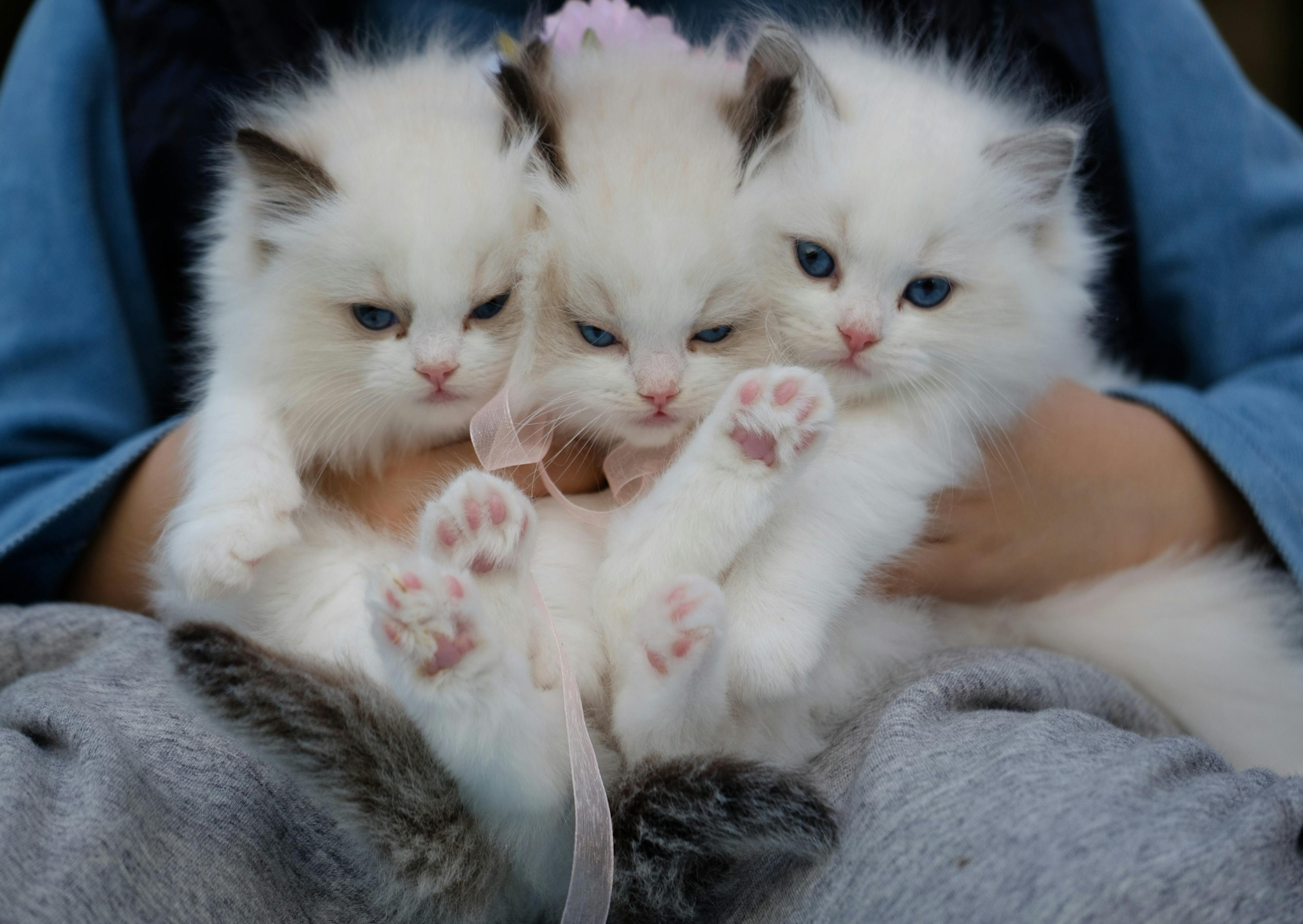 3 Ragdoll dans les bras de leur propriétaire 