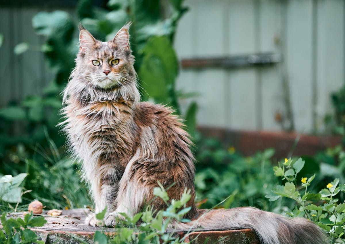 Maine Coon assis dans l'herbe