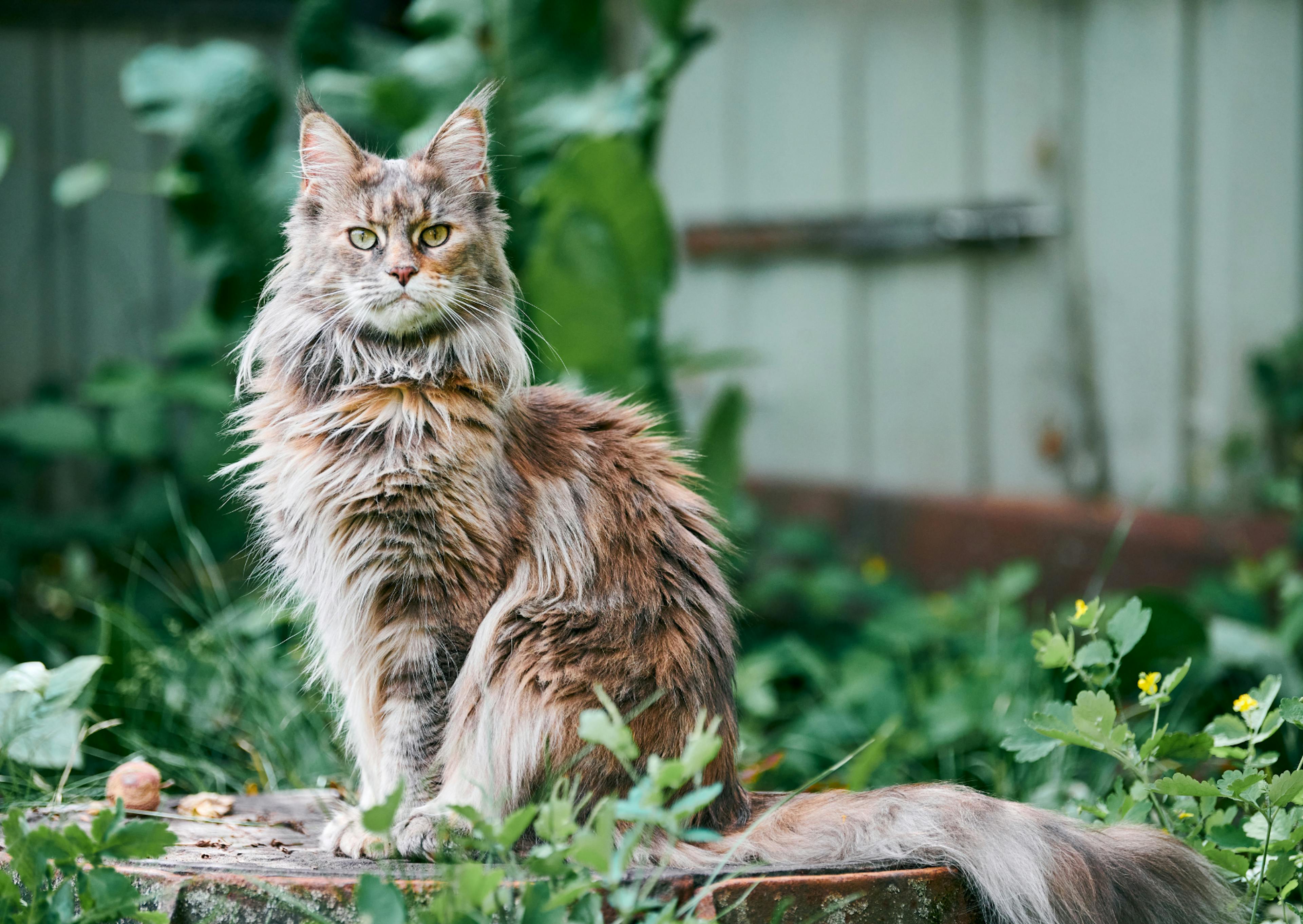 Maine Coon assis dans l'herbe