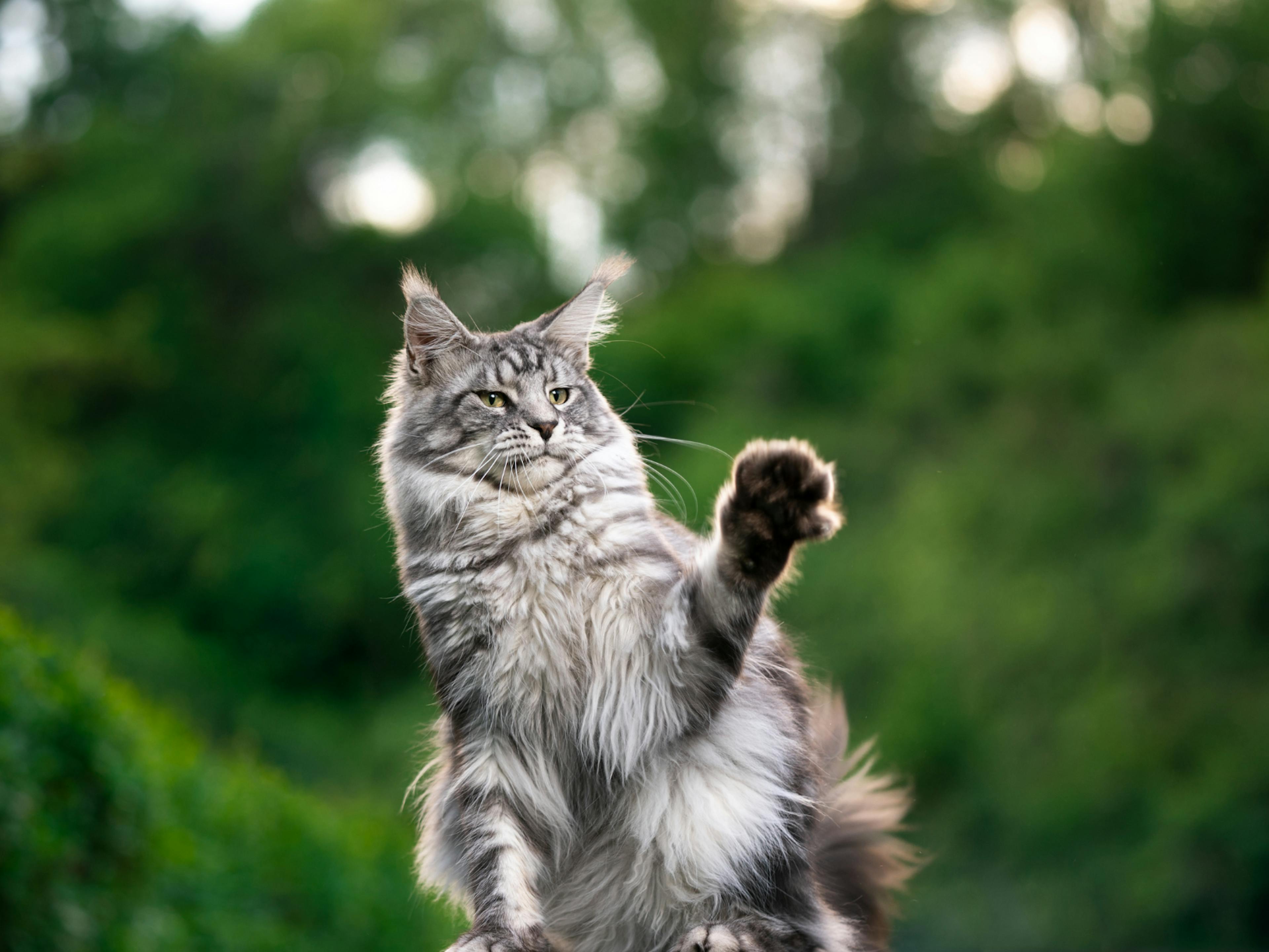 Maine Coon assis qui lève la patte avant, il ets dehors, avec des arbres vert derrière lui