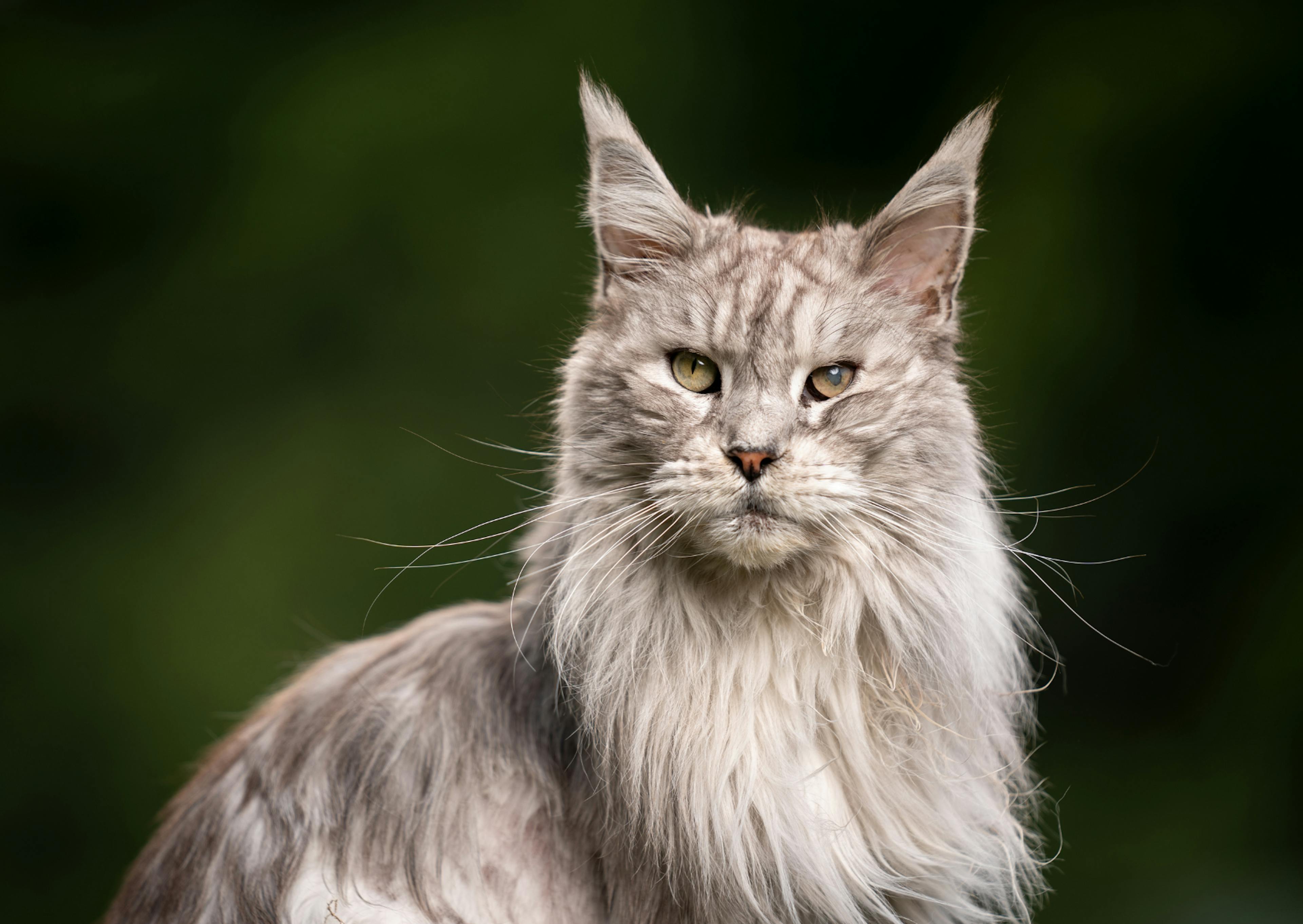 Maine Coon gris et blanc assis, il a les oreilles dréssées et regarde l'objectif