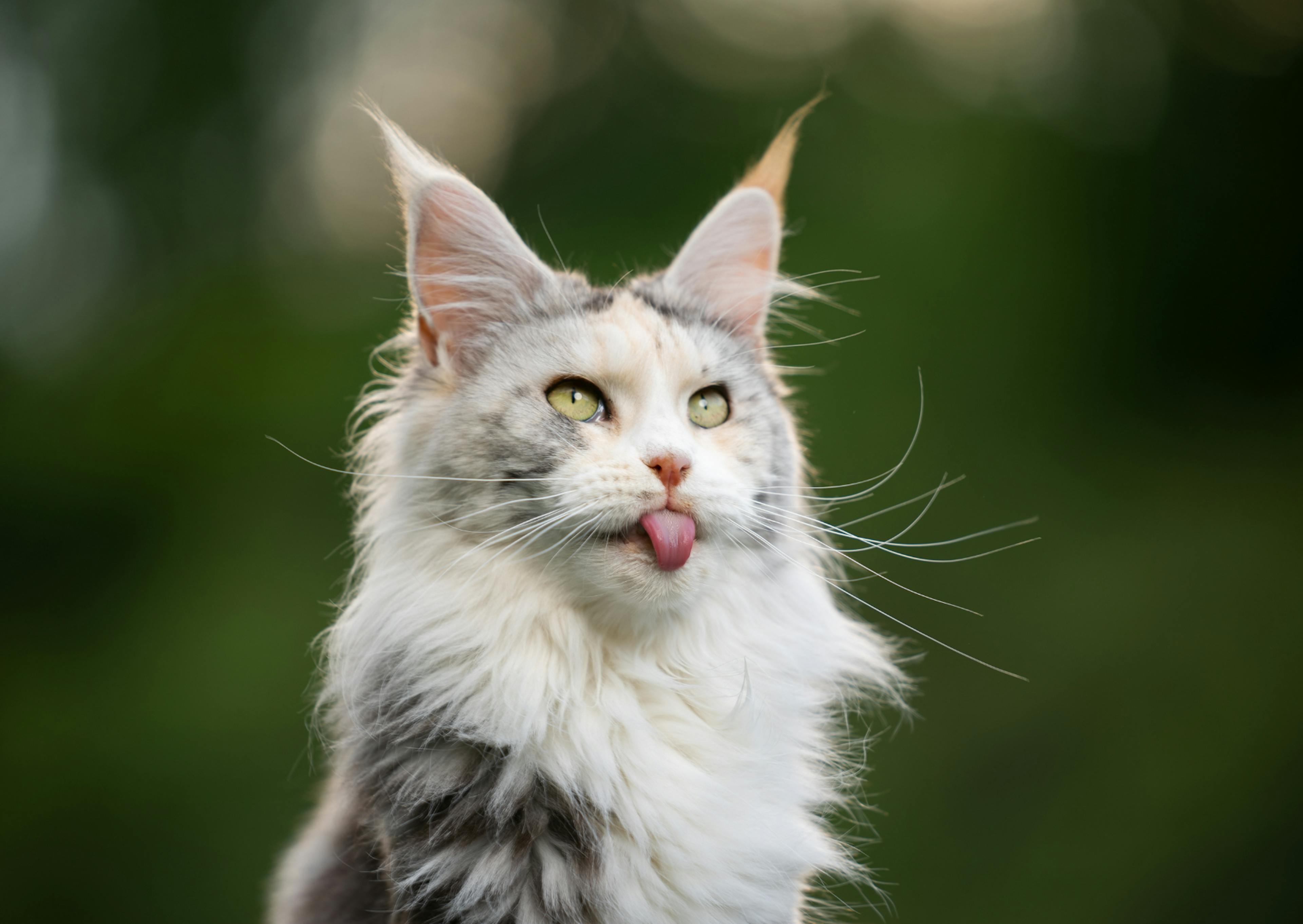 Maine Coon blanc et gris, il tire légèrement la langue et à les yeux vers le ciel