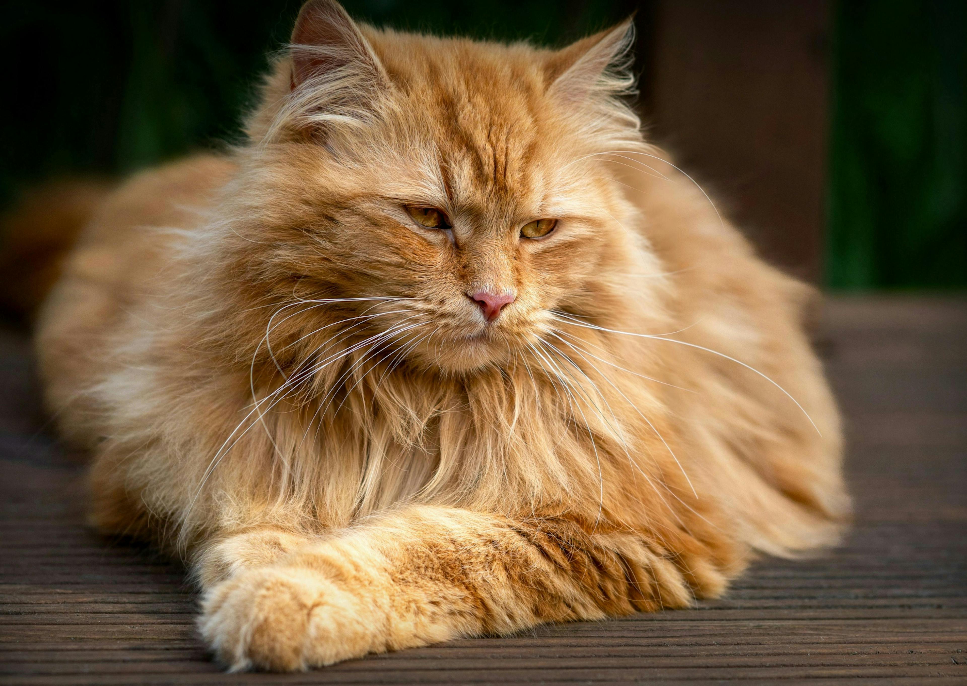 Maine Coon roux, il ets couché et regarde vers le bas