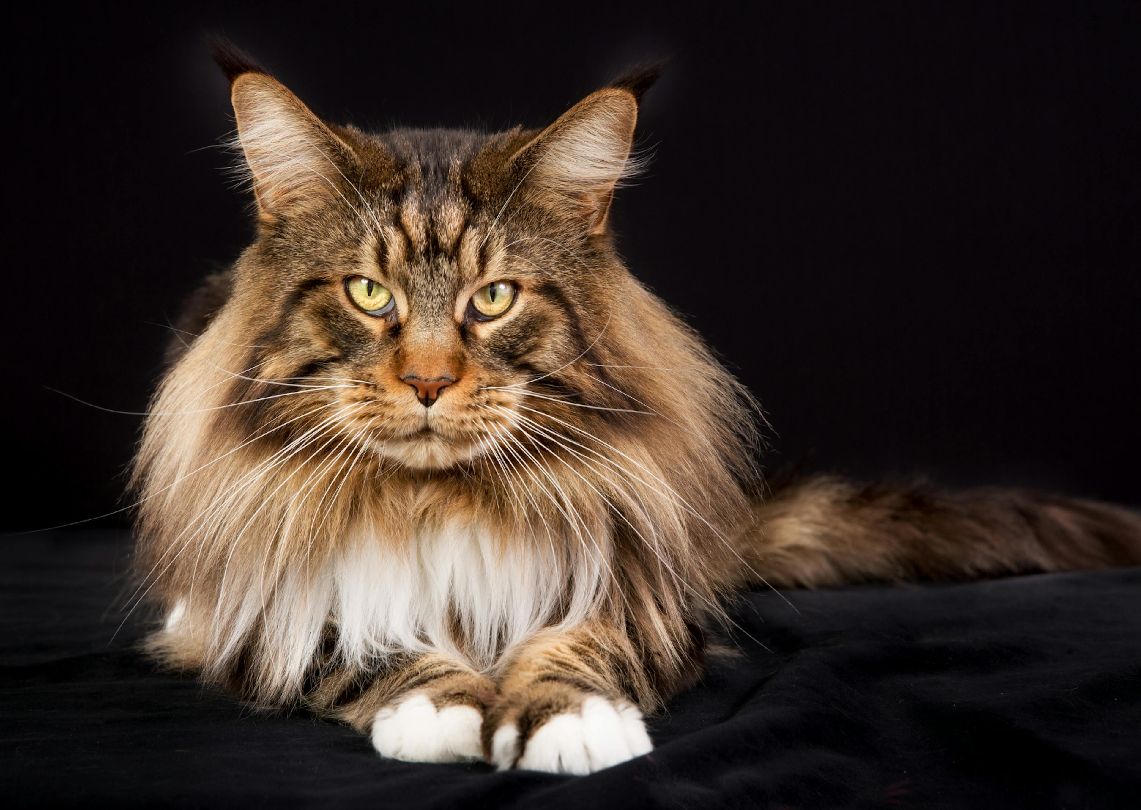 Maine Coon  couché sur fond noir, il regarde l'objectif