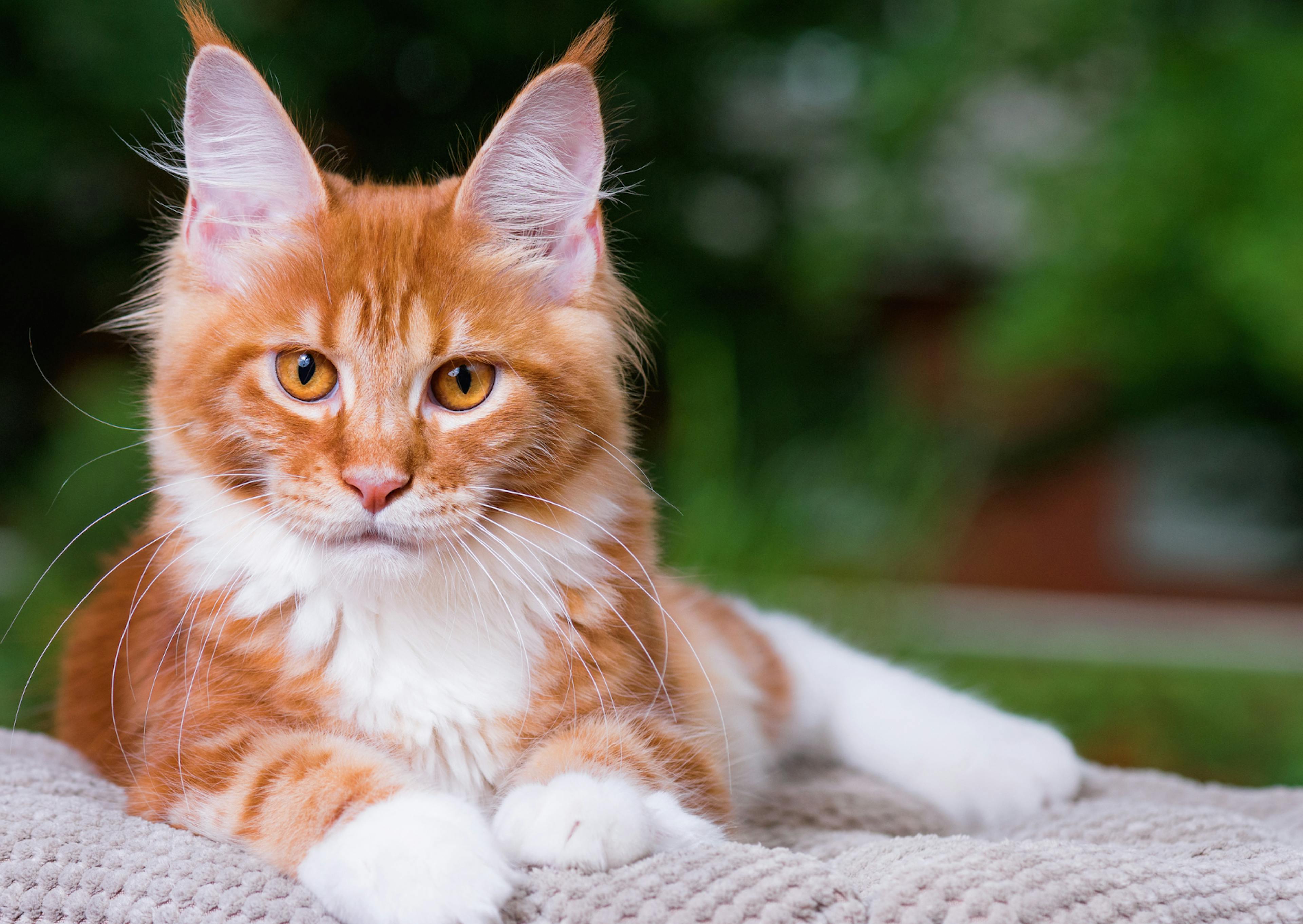 Maine Coon roux et blanc couché sur un plaid dehors