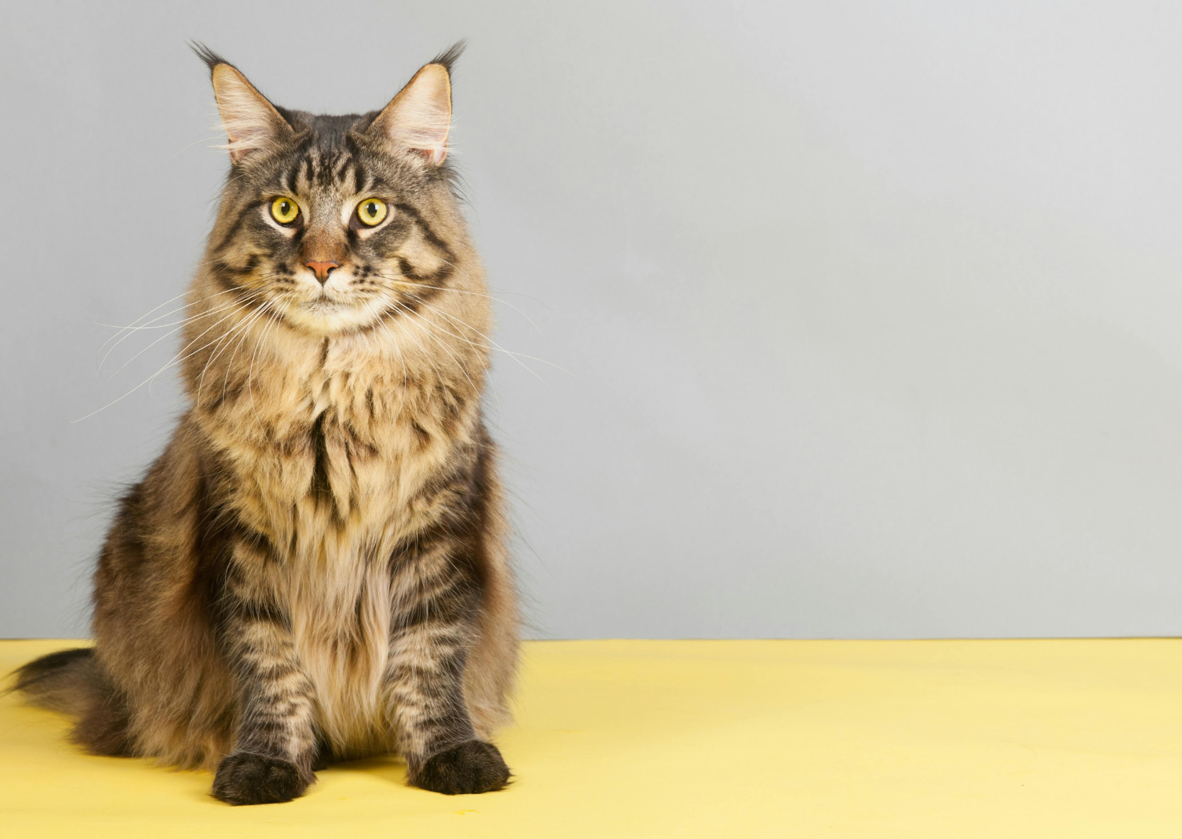 Maine Coon assit sur une table jaune 