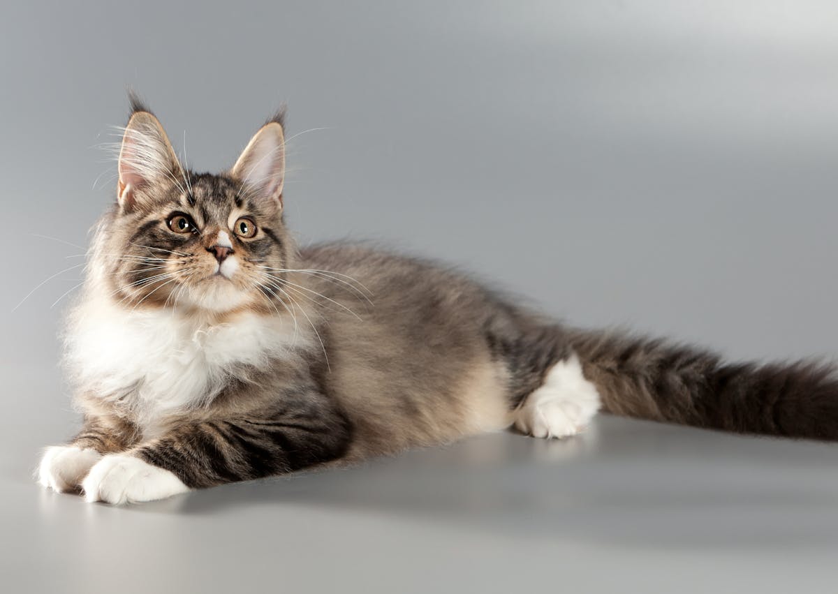 Maine Coon couché, il regard evers le haut