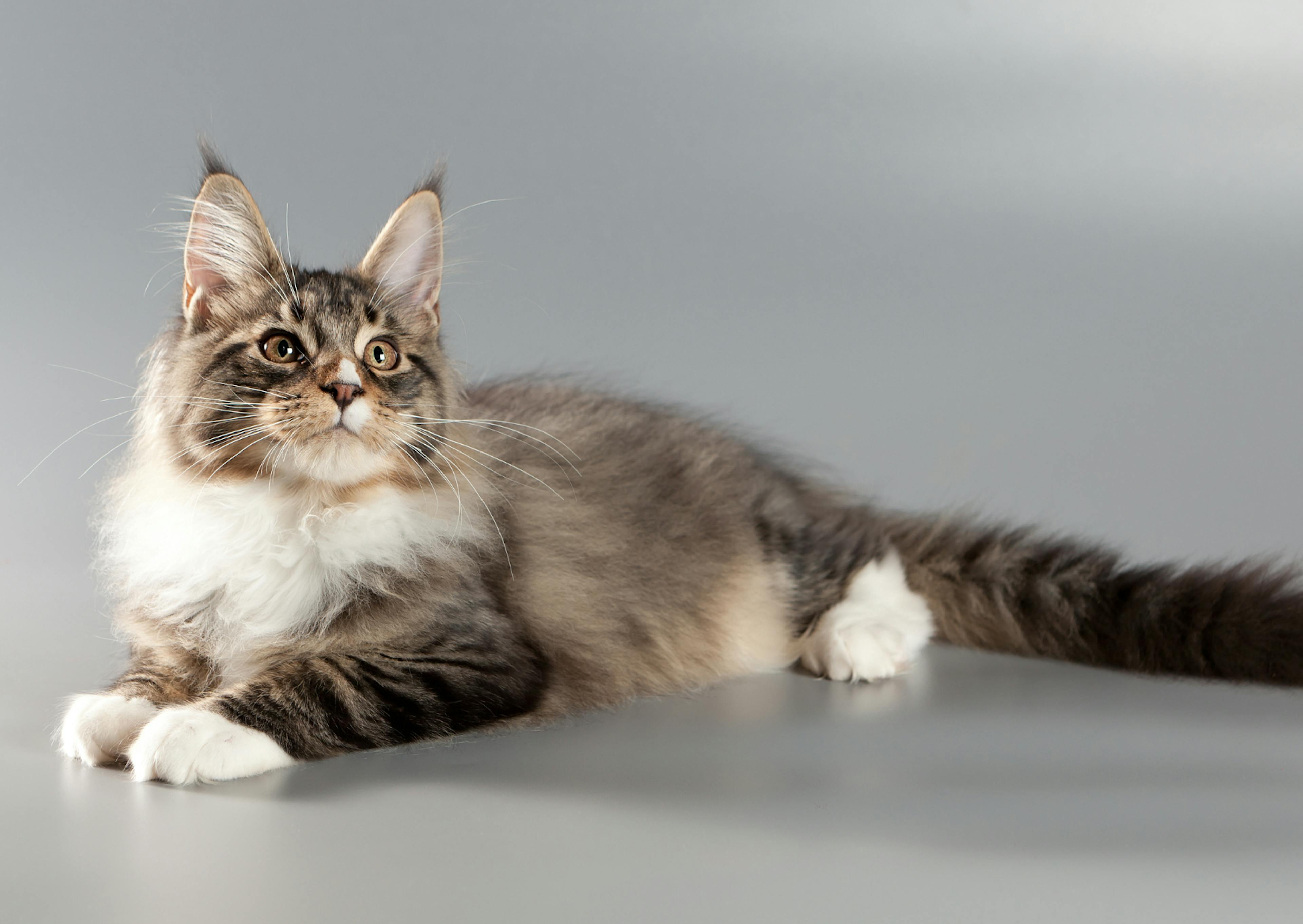 Maine Coon couché, il regard evers le haut