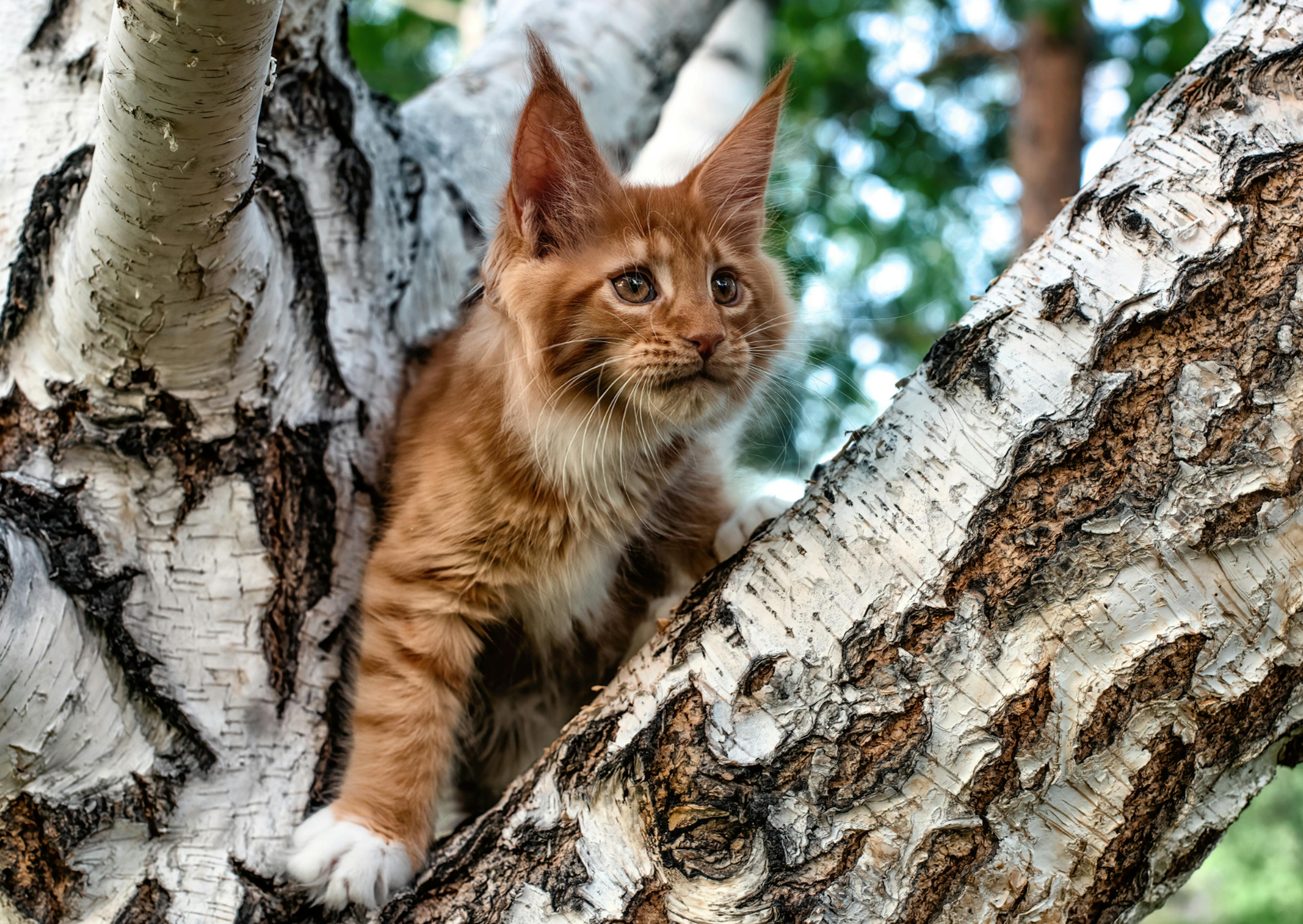 Maine Coon châton roux dans un arbre, il a un air curieux