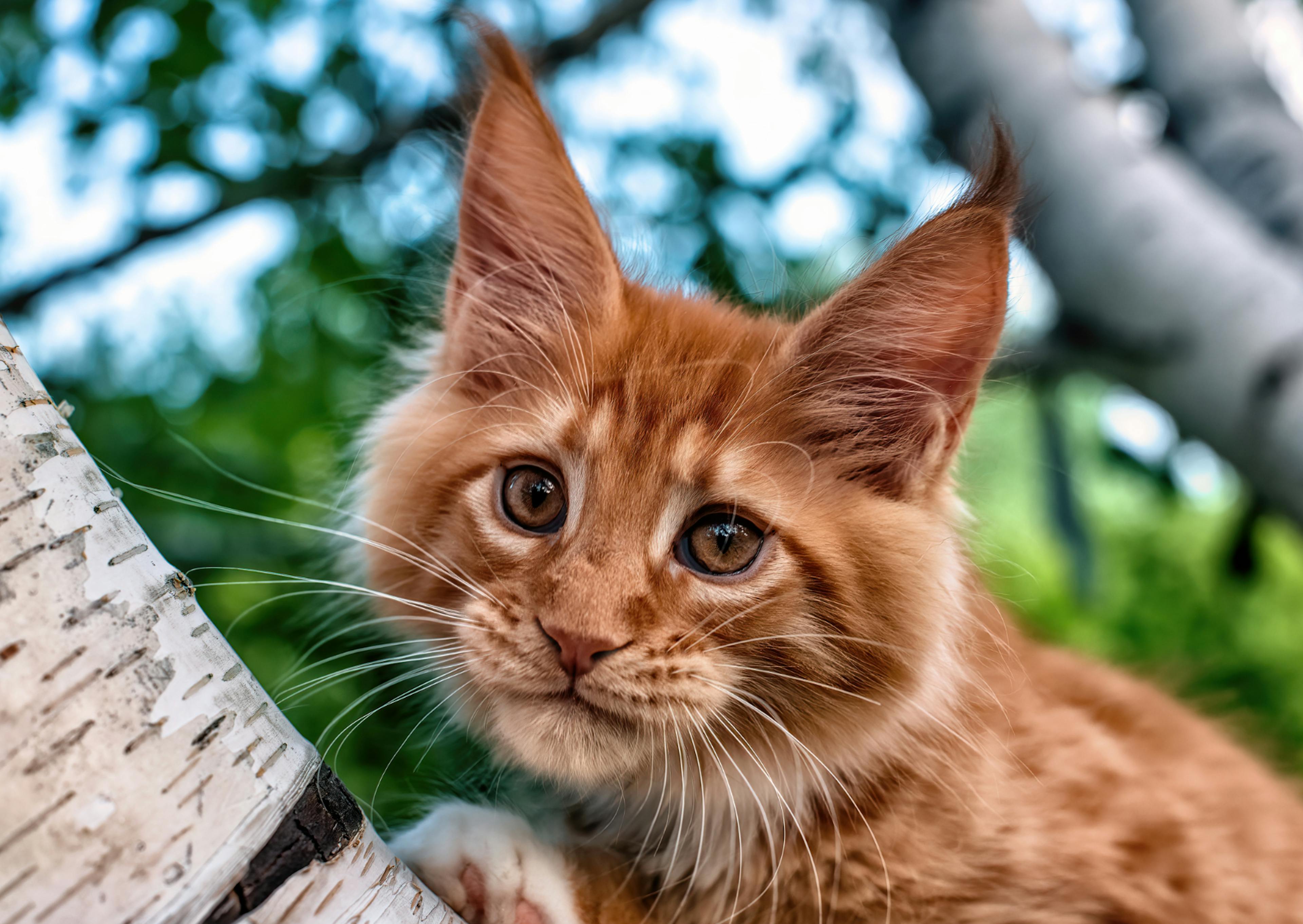 Maine Coon roux et châton, il regarde curieusement l'objectif