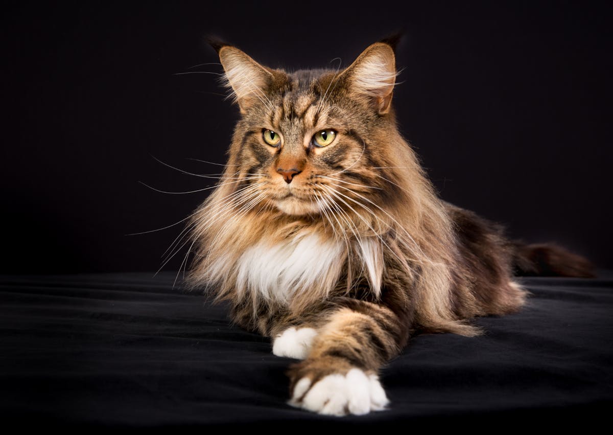 Maine Coon couché sur fond noir, une lumière éclair sa tête