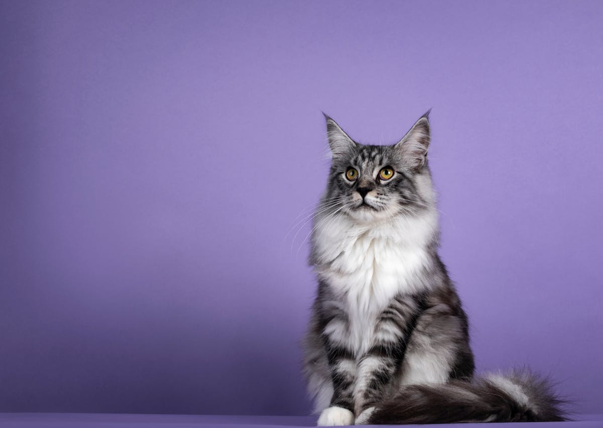 Maine Coon gris et blanc assis sur fond violet