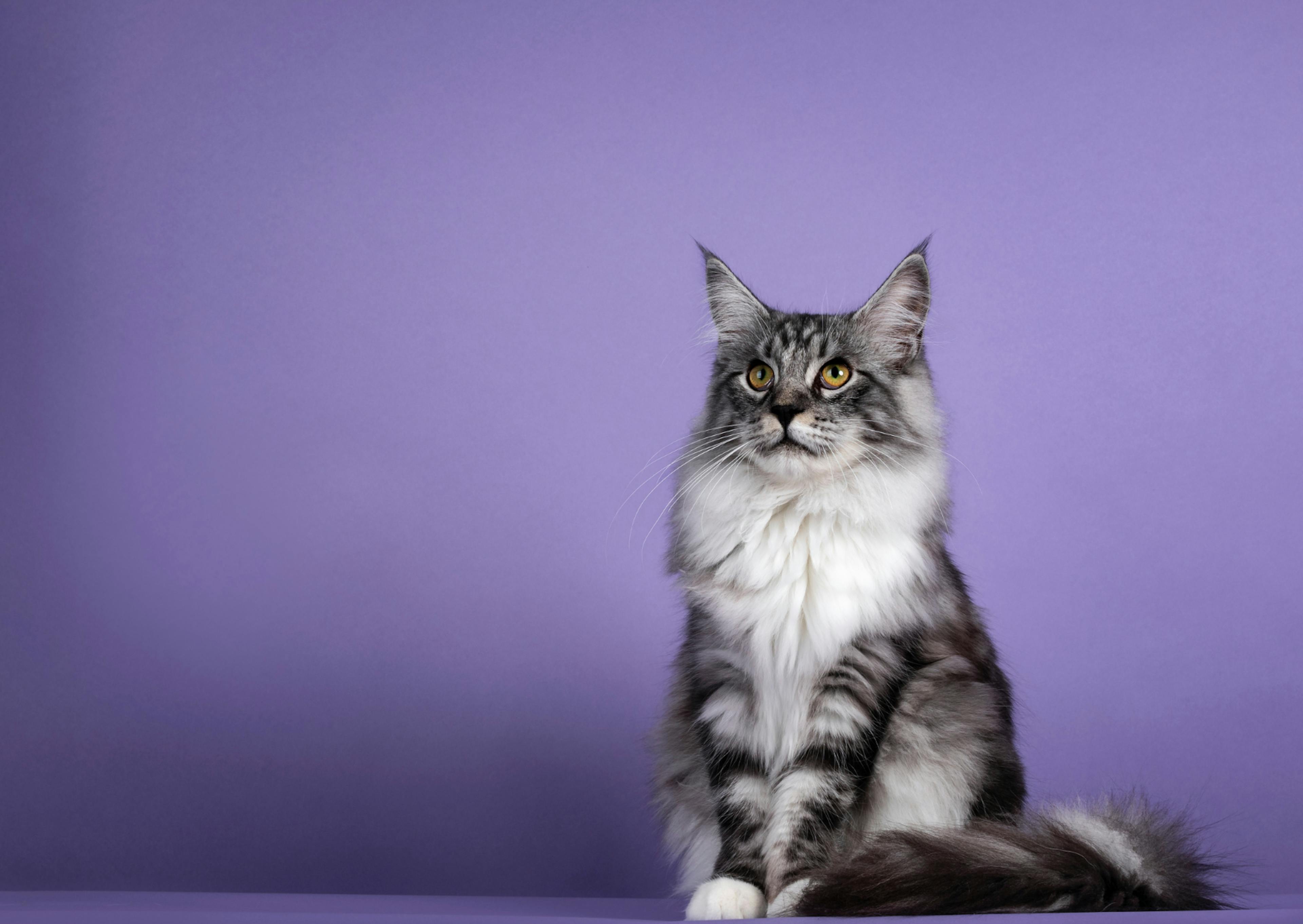 Maine Coon gris et blanc assis sur fond violet