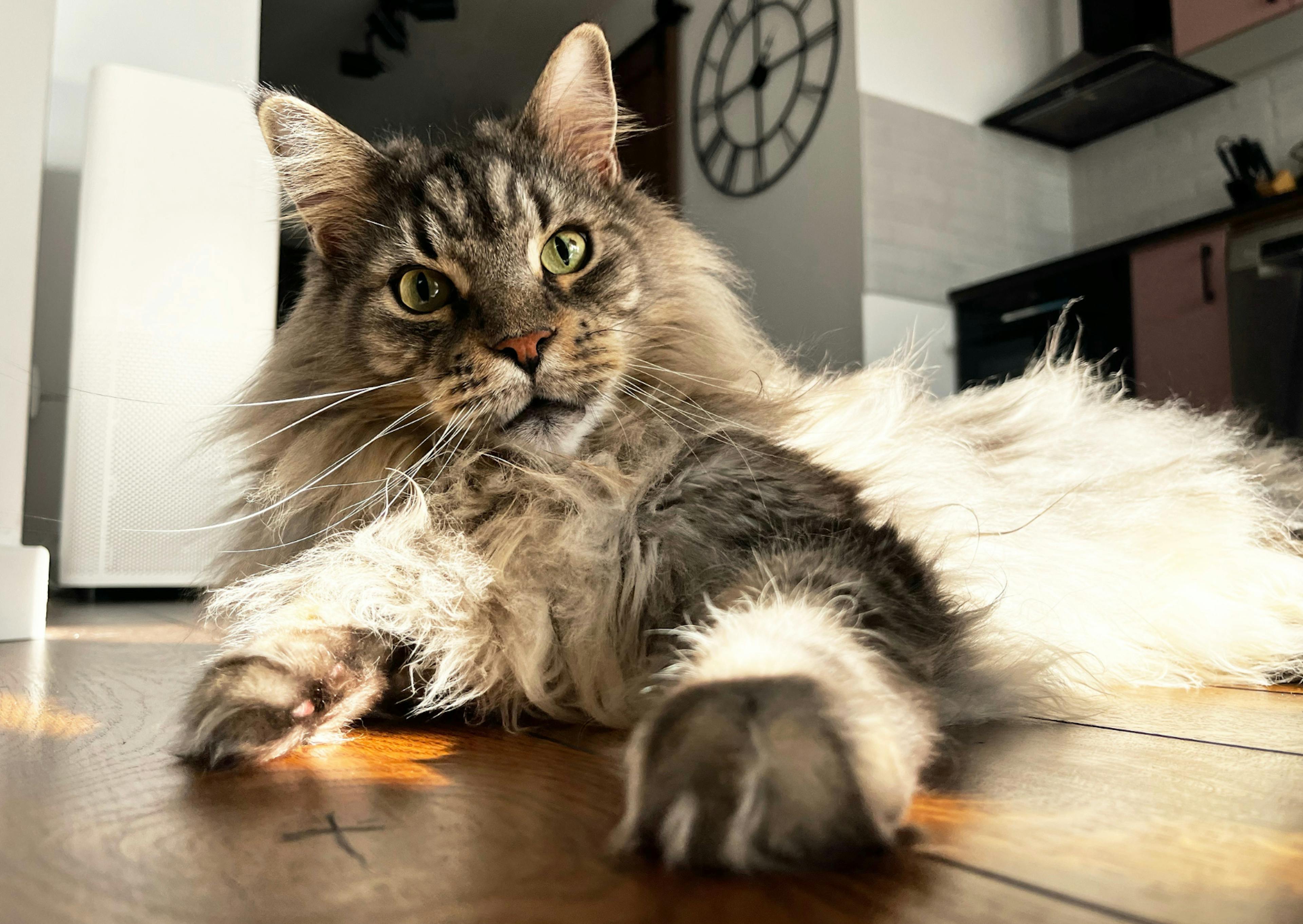 Maine Coon couché sur un plancher, il agite sa patte vers l'obejctif